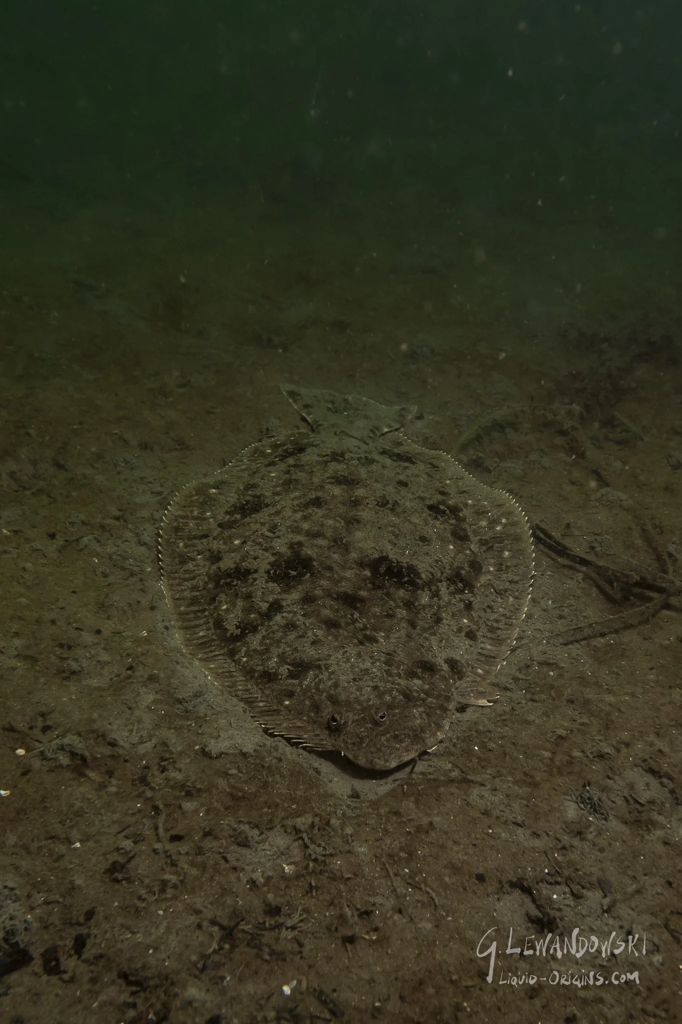 Day 4 Dive 3  - Preview-12.jpeg