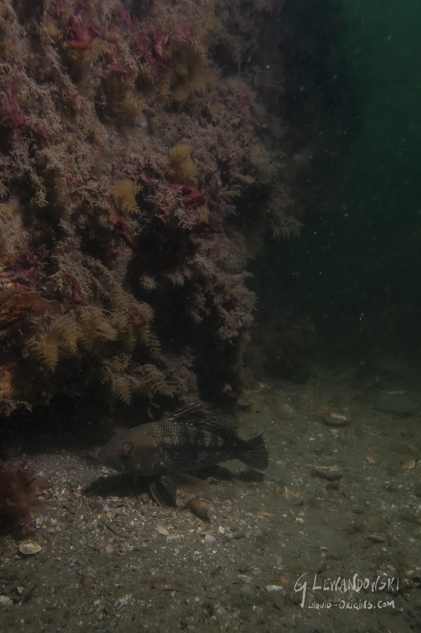 Day 4 Dive 3  - Preview-07.jpeg