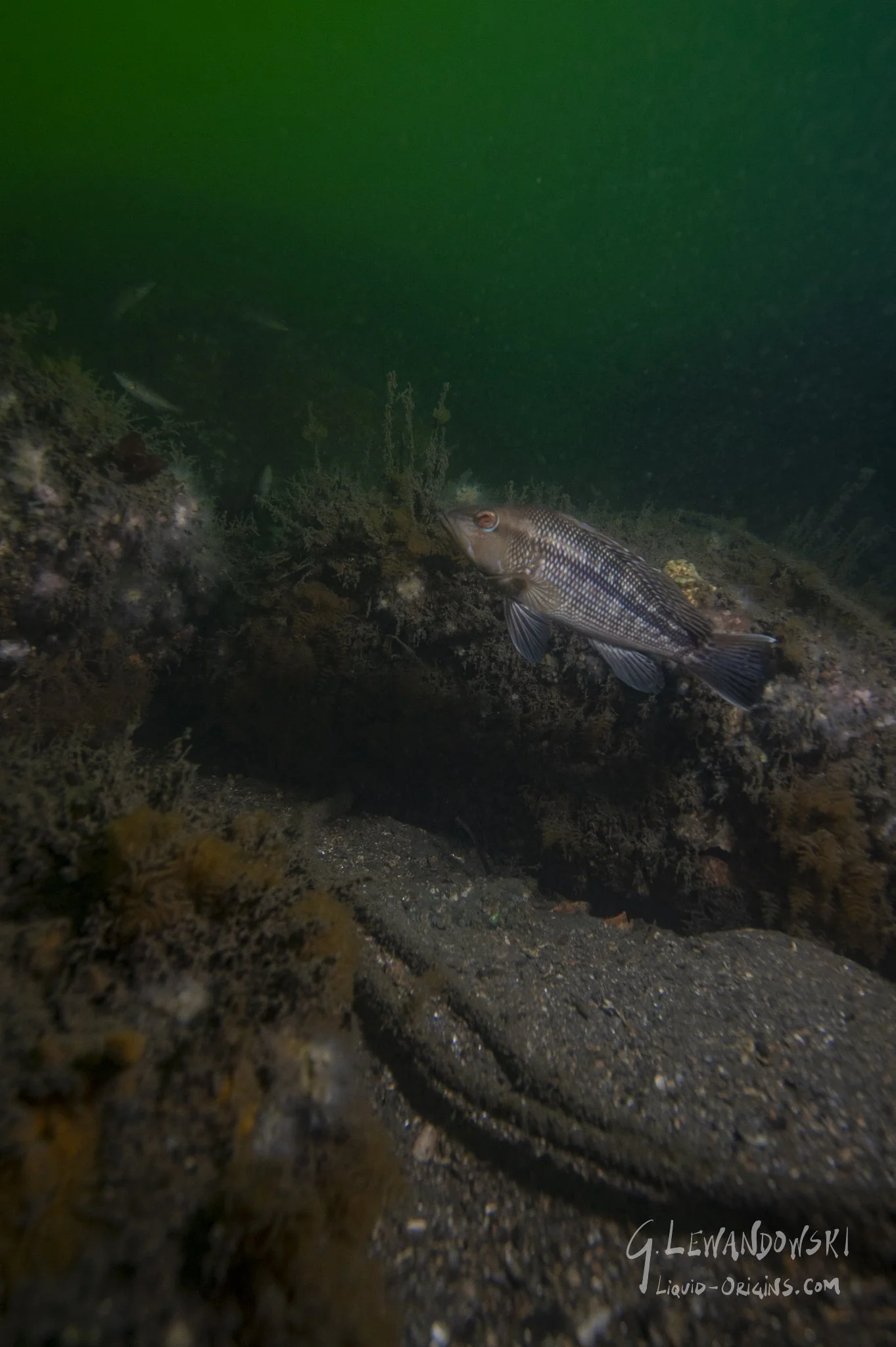 First In Weatherill - Previw-03.jpeg