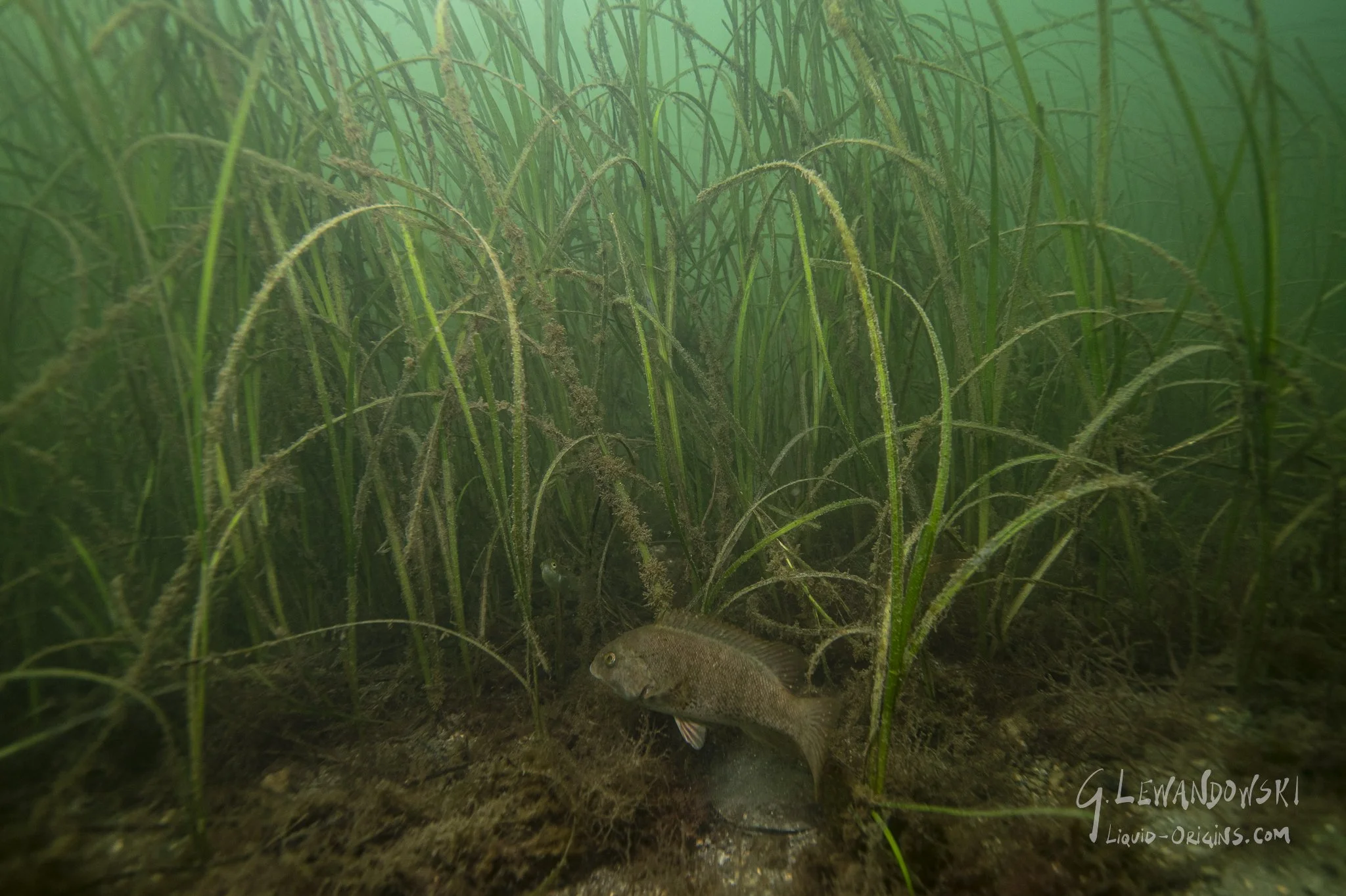 Moon Haze Dive Days  - Preview-010.jpeg