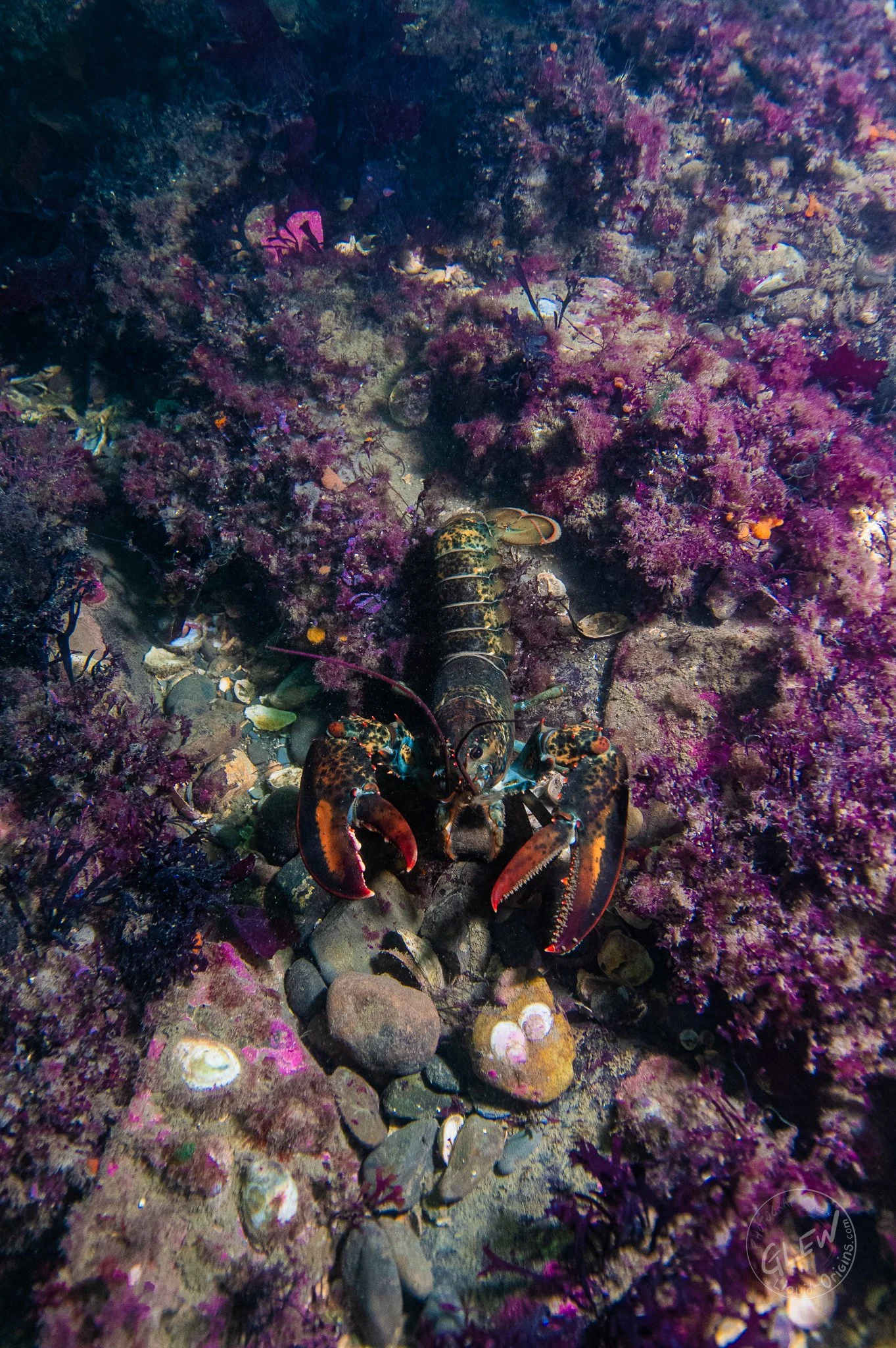 Fall Underwater - Small-47.jpg