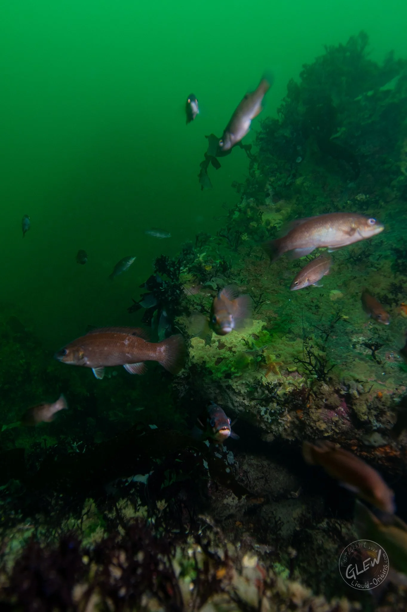 Fall Underwater - Small-15.jpg