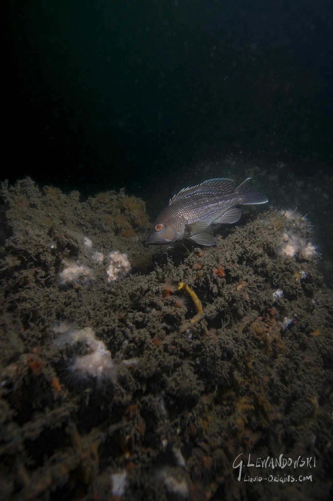 First In Weatherill - Previw-05.jpeg