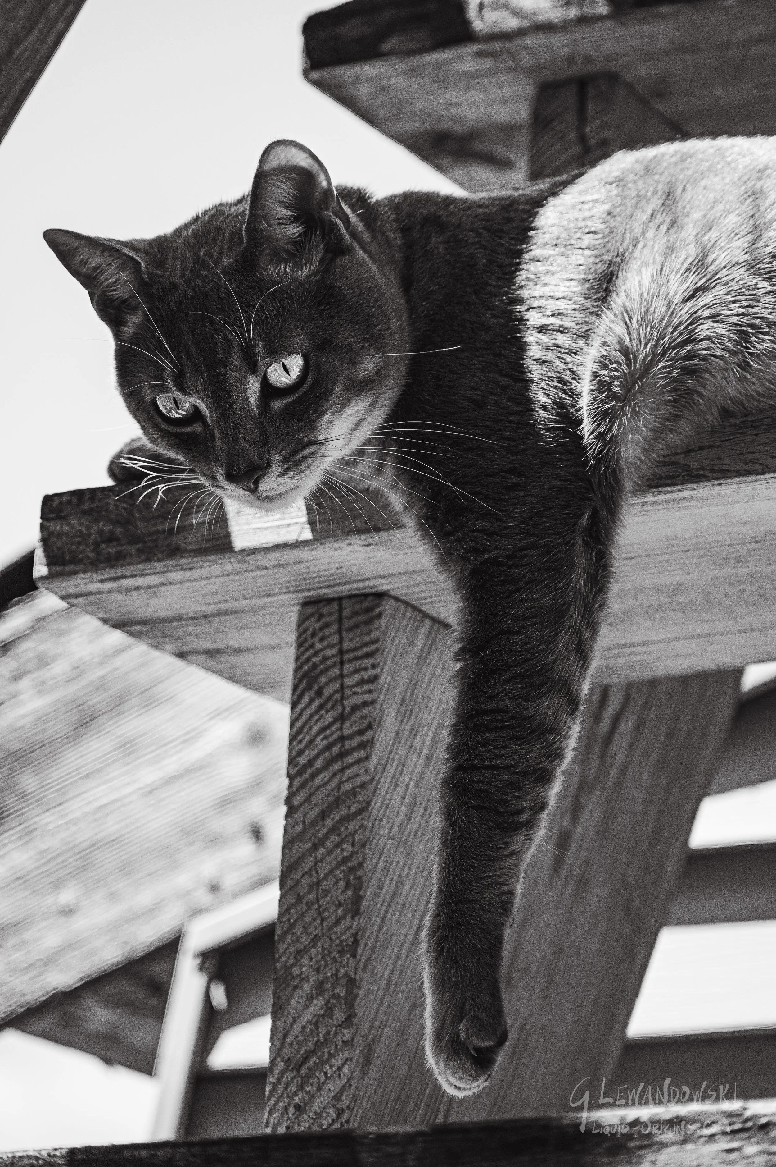 LeosLounge - preview-3.jpg