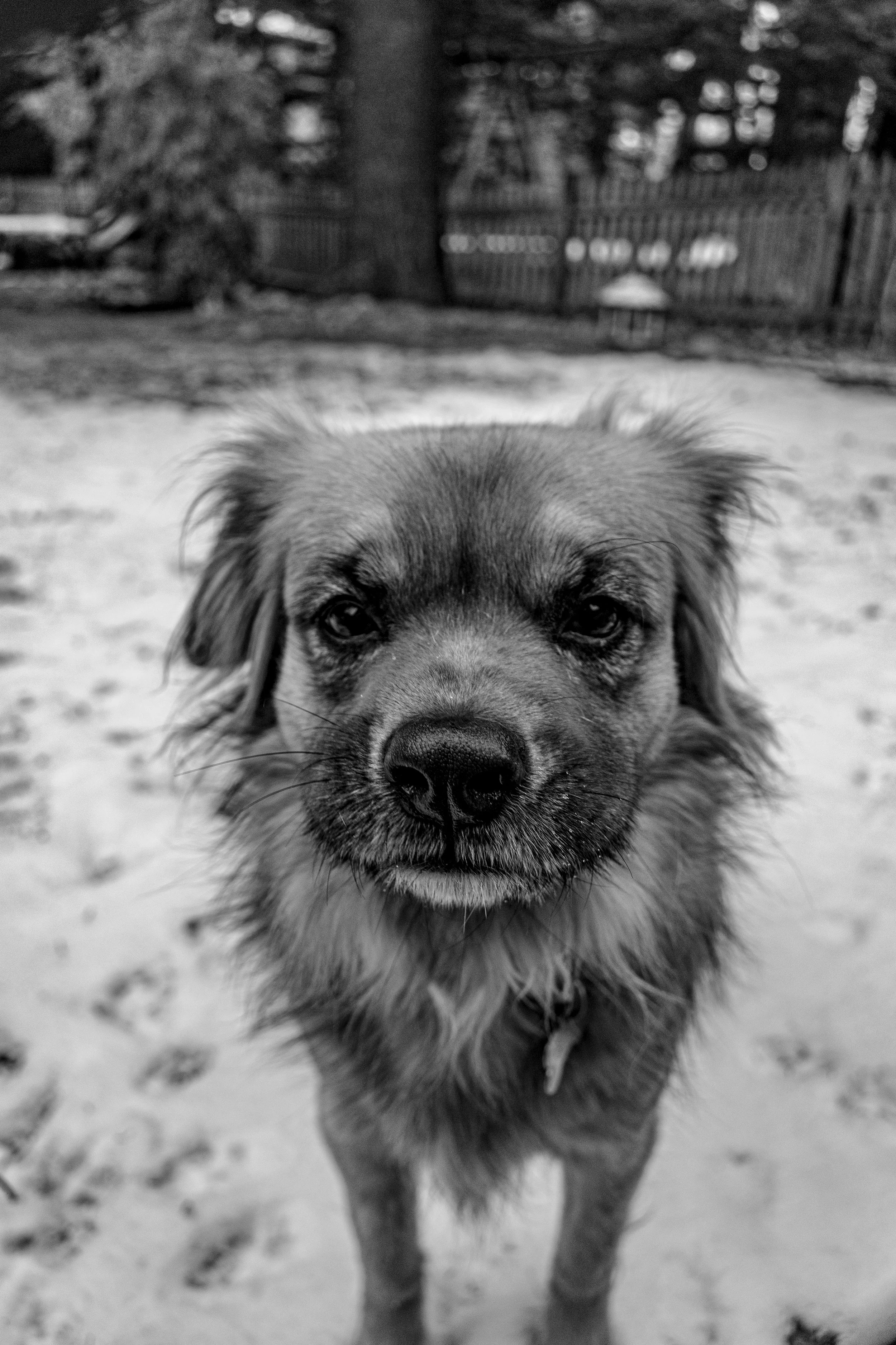 Fuzzy Gaze - Final-1.jpg