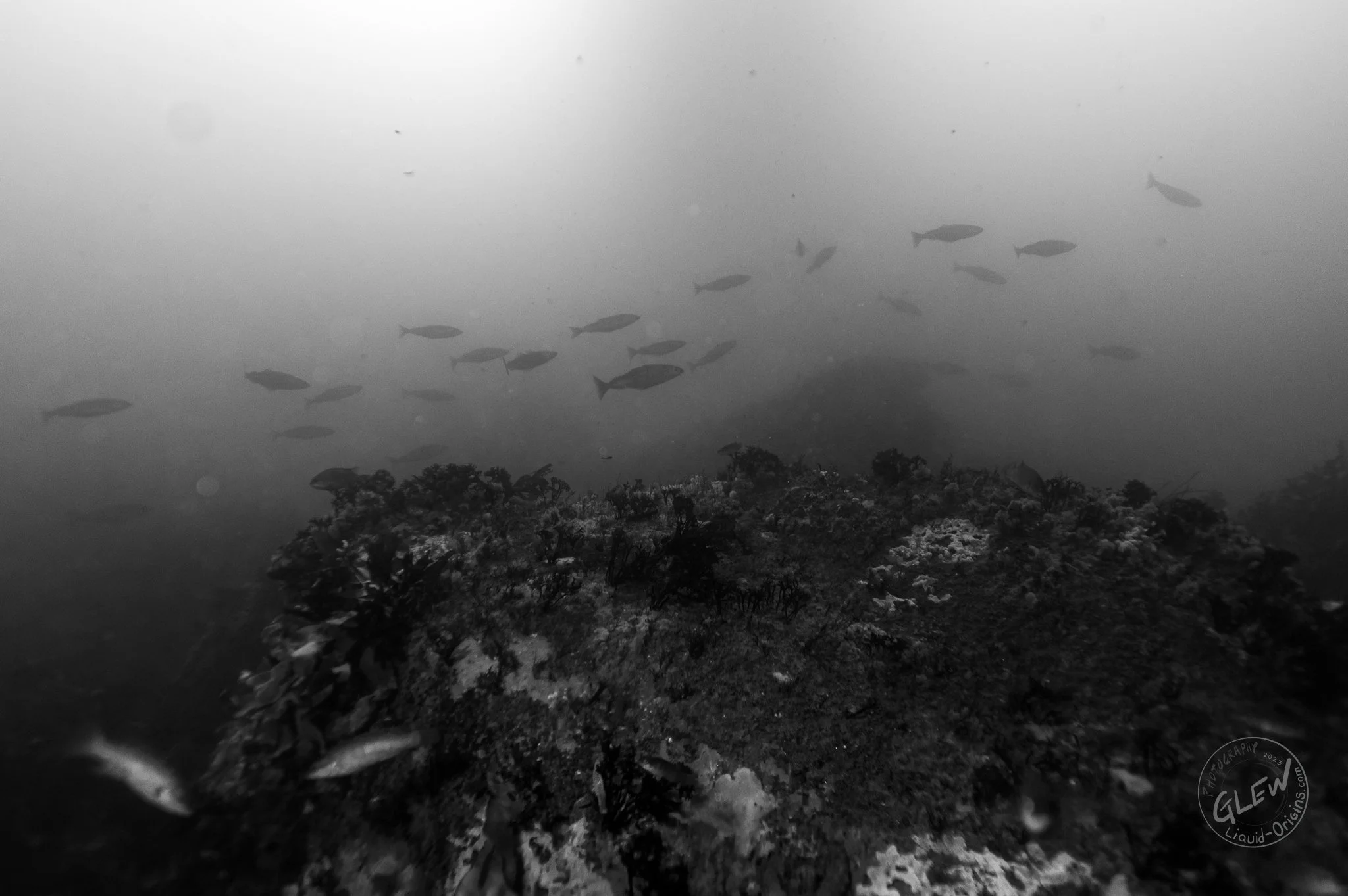 Fall Underwater - Small-14.jpg