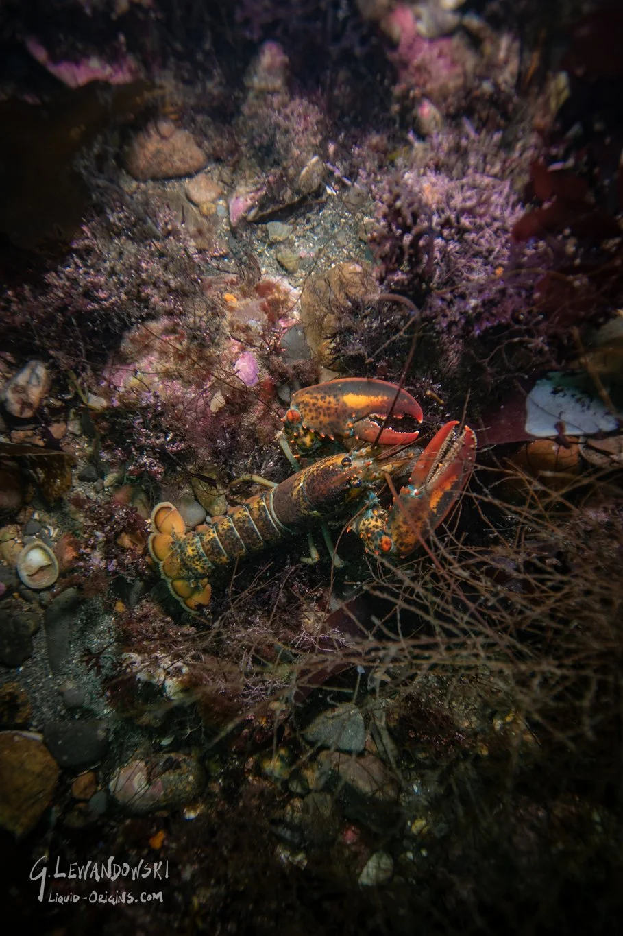 Shallows of Boston Bay Preview-18.jpg