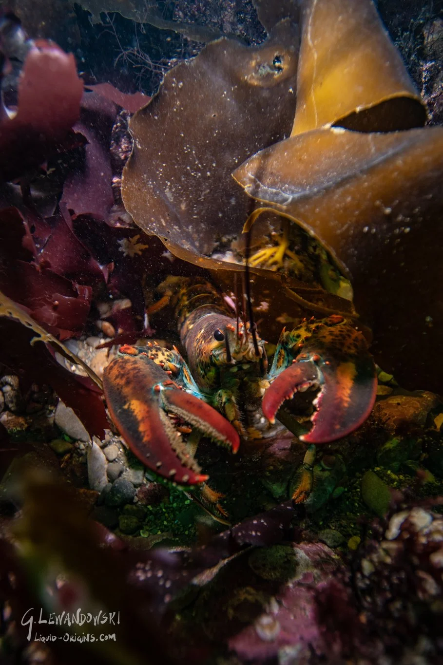 Shallows of Boston Bay Preview-15.jpg
