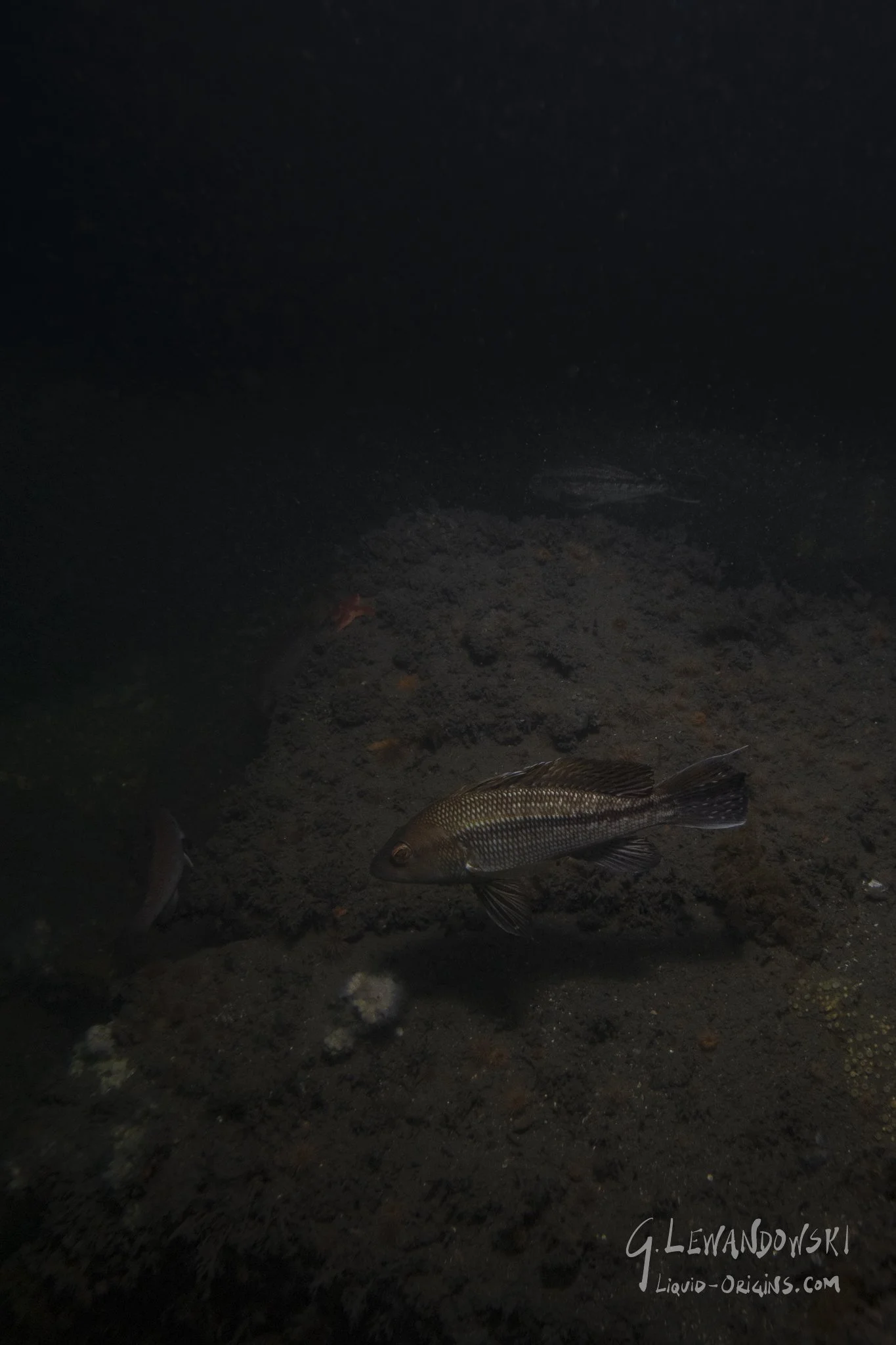 First In Weatherill - Previw-06.jpeg