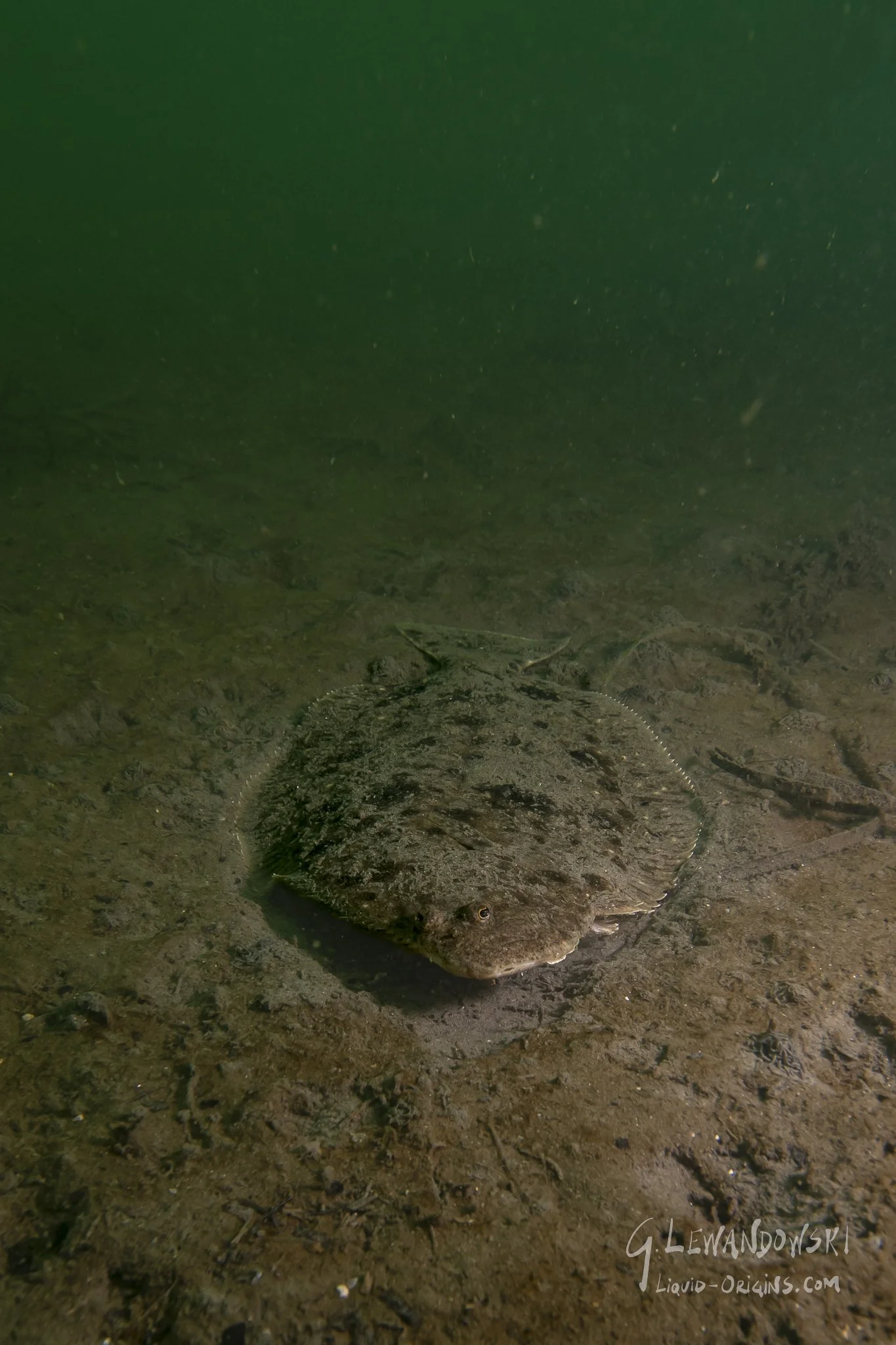 Day 4 Dive 3  - Preview-13.jpeg