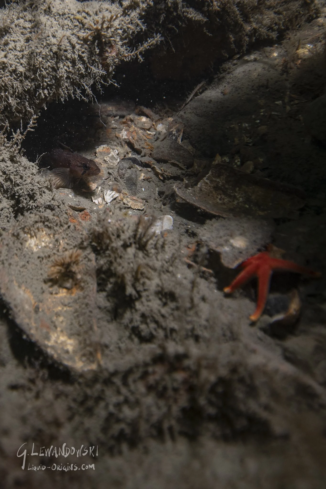 Sunken Sailsbury - Preview-09.jpg