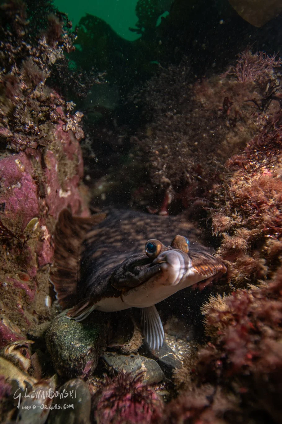Shallows of Boston Bay Preview-34.jpg
