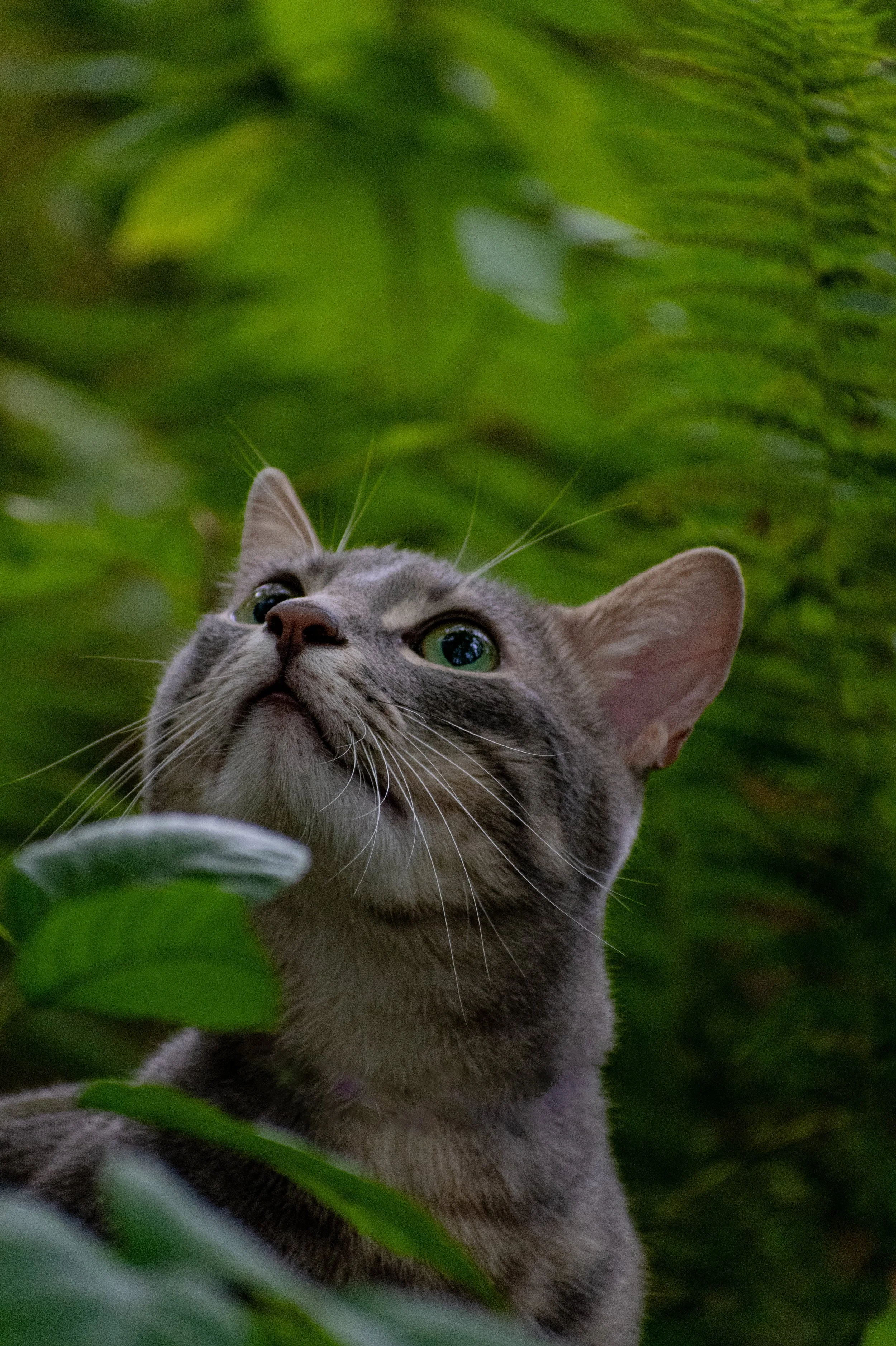 Through the Ferns - Master-01.jpg