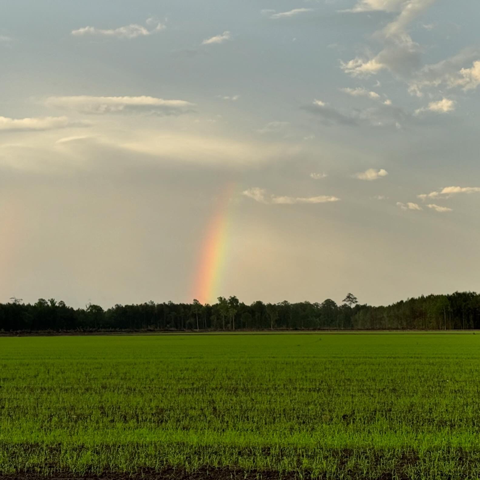 A different kinda pot of gold&hellip;. Carolina Gold! Rainbows over freshly planted 2024 Crop of #HeirloomRice just hits different.
#TidewaterGrain #CarolinaGoldRice #GotToBeNC