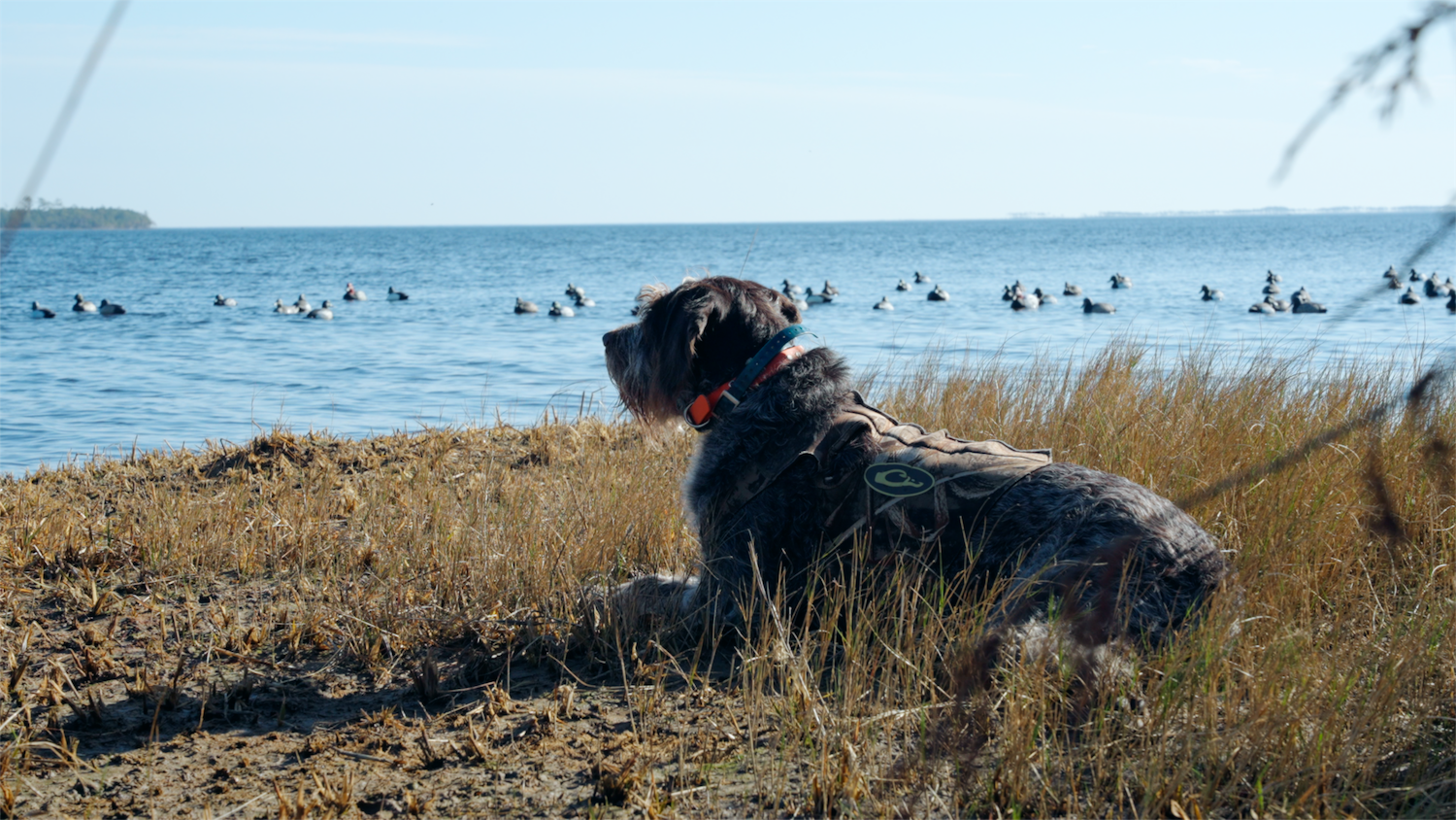 TIDEWATER_HUNTINGDOG.png