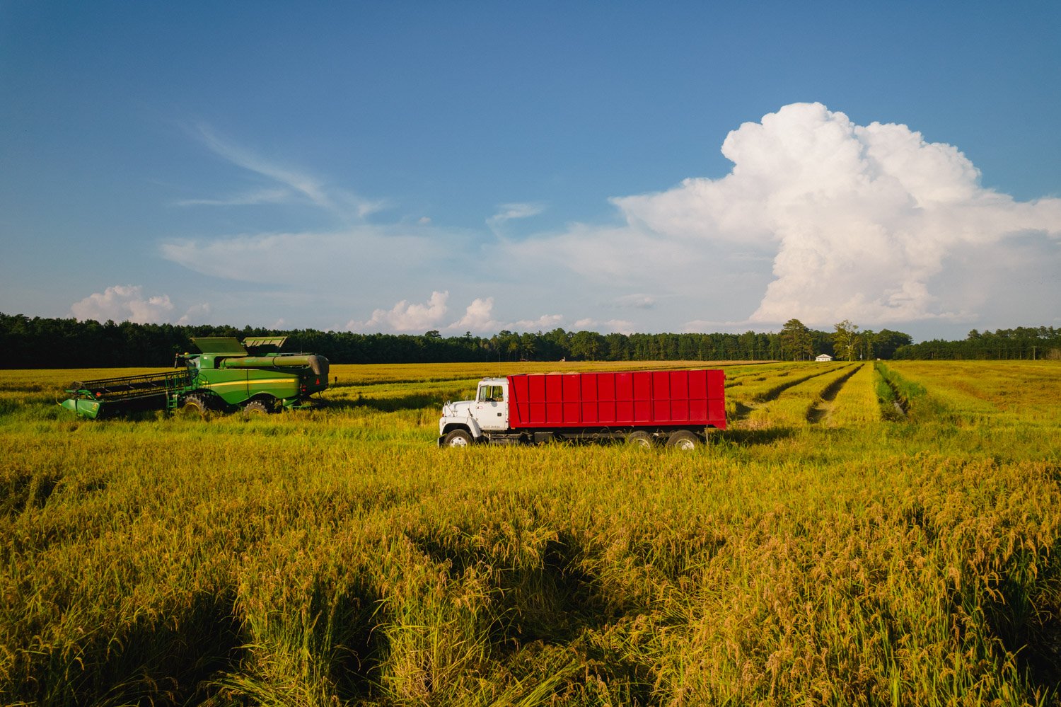TIDEWATER_HARVEST.jpg