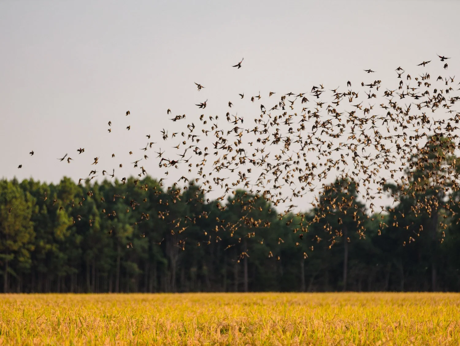TIDEWATER_FIELD OF DUCKS.jpg