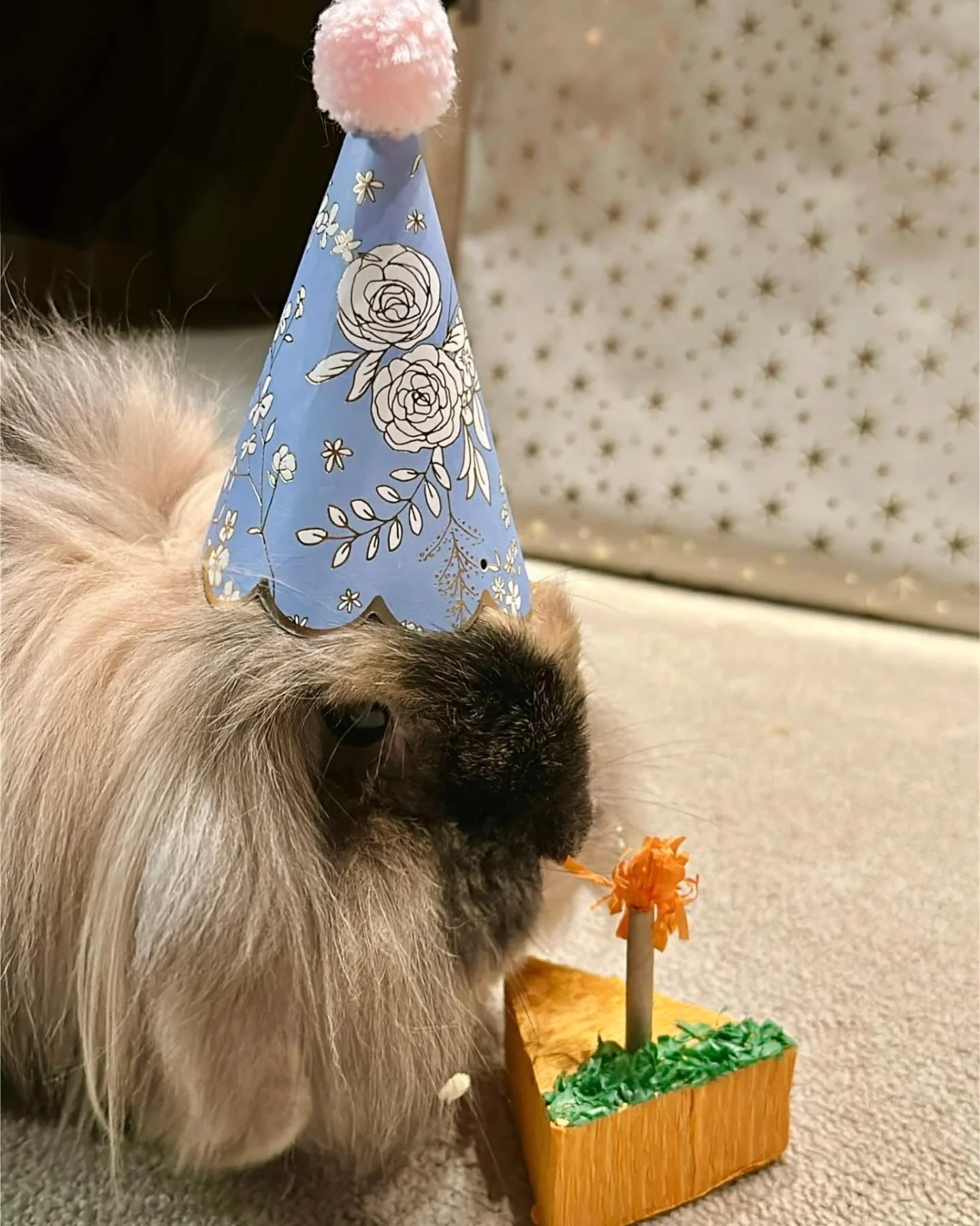I can&rsquo;t believe this little bug has been in my life for 11 years 🥹 he&rsquo;s my fuzzy best friend and I hope someday, somehow he&rsquo;s able to comprehend how much I love him and how grateful I am to have him in my life 🩵