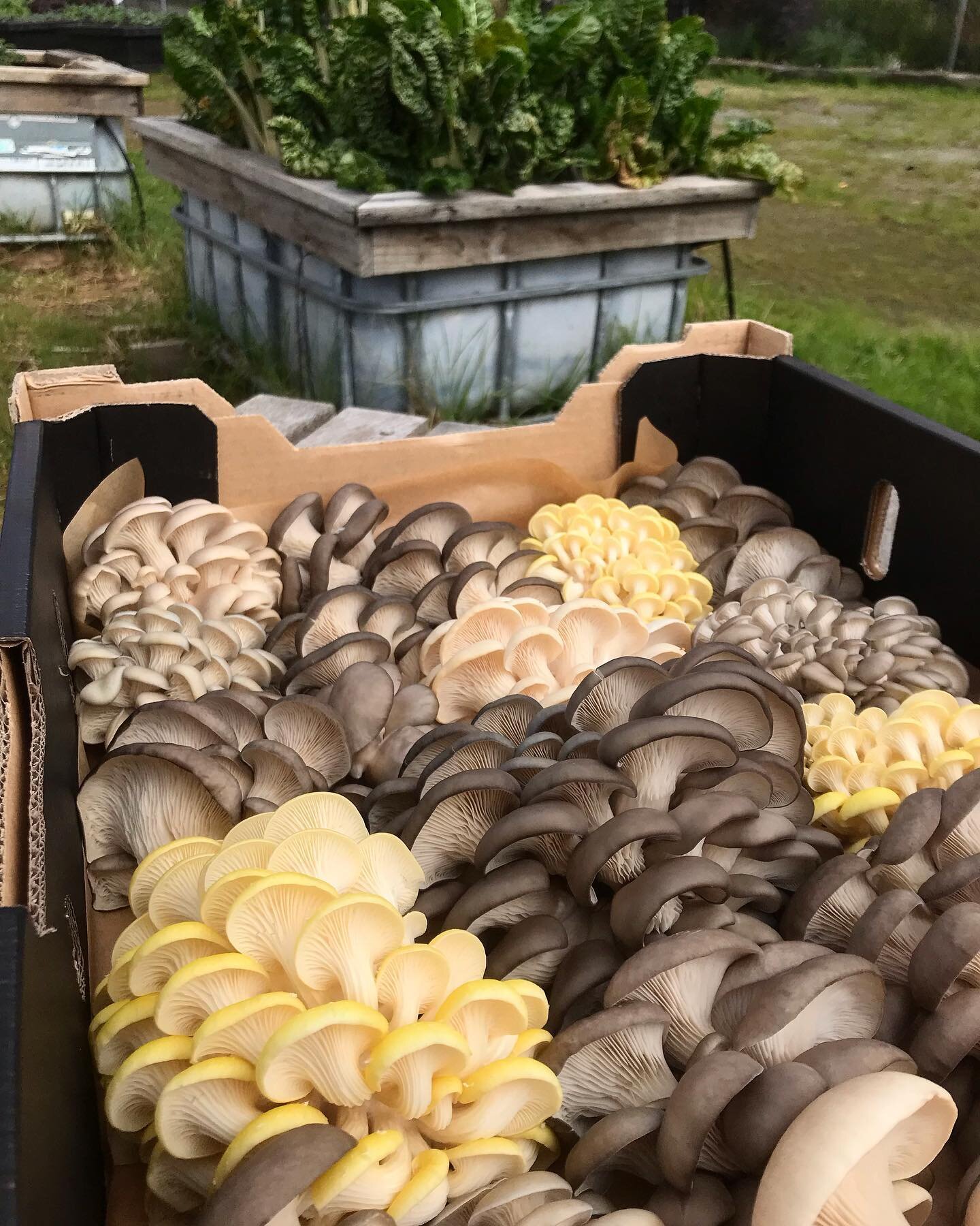 1st Yellow trumpets 🎺 for the season going out to @marameo.melbourne today!! #gold @themushroomery