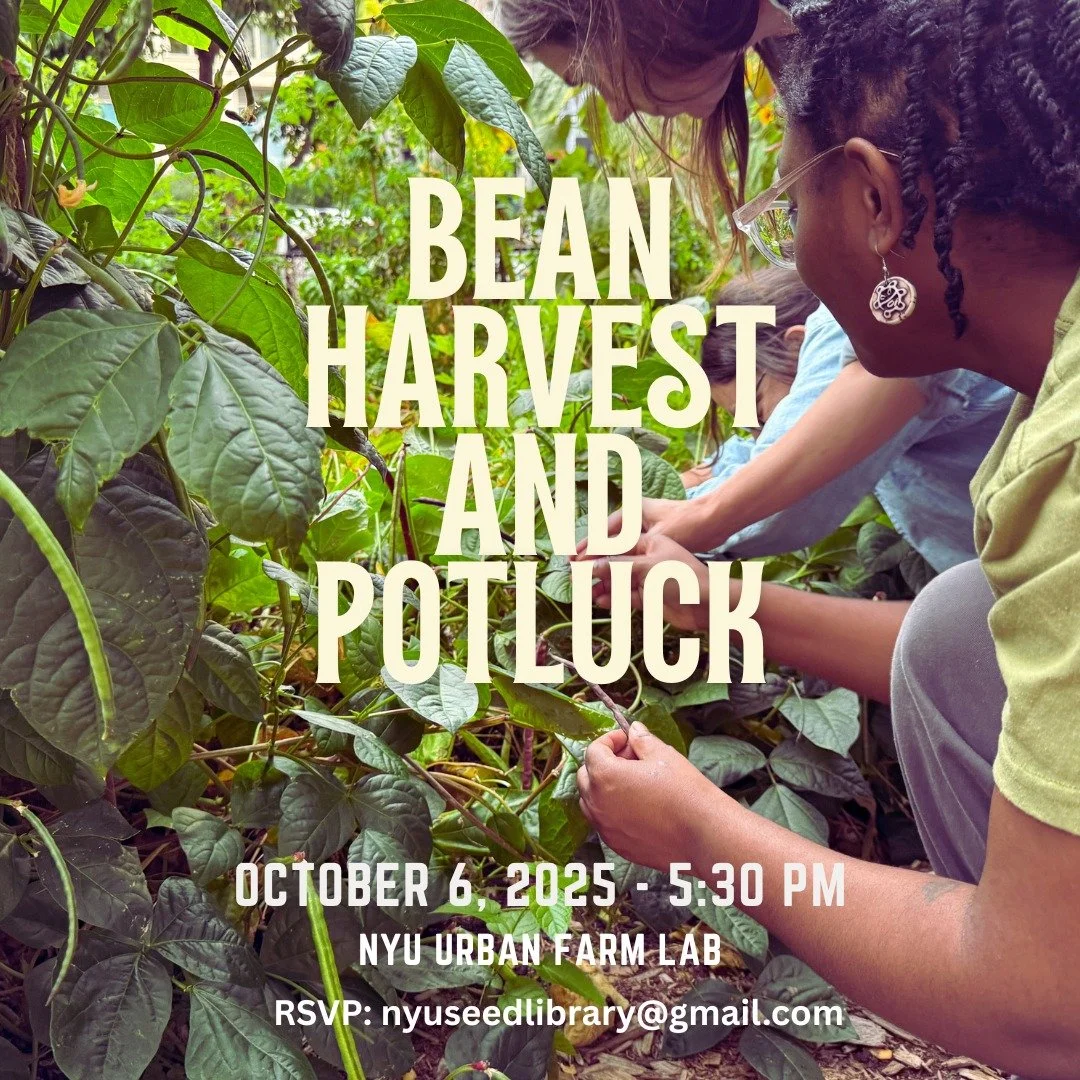Join us at the NYU Urban Farm Lab on Monday, October 6 at 5:30pm for a hands-on bean harvest + potluck. 

We&rsquo;ll harvest, taste, and trade stories about the beautiful beans we&rsquo;ve grown this season &mdash; or have just been curious to know 