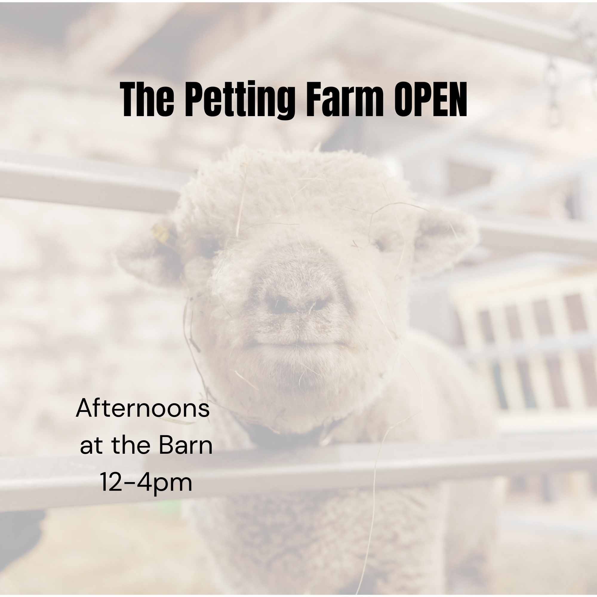 Afternoons at the Barn (Copy)