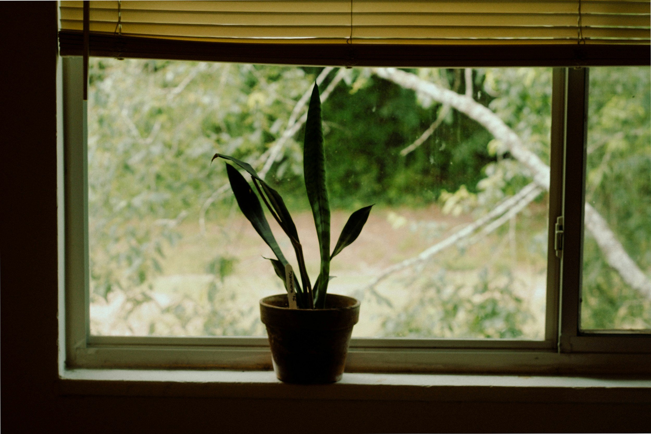 The Role of Indoor and Outdoor Nature Exposure for Remote Workers