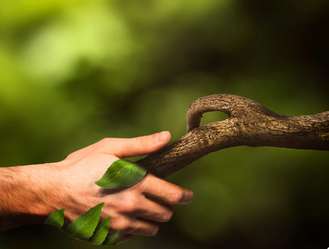 What Is "Nature"? Rethinking the Self–Nature Relationship Through Nature Identity