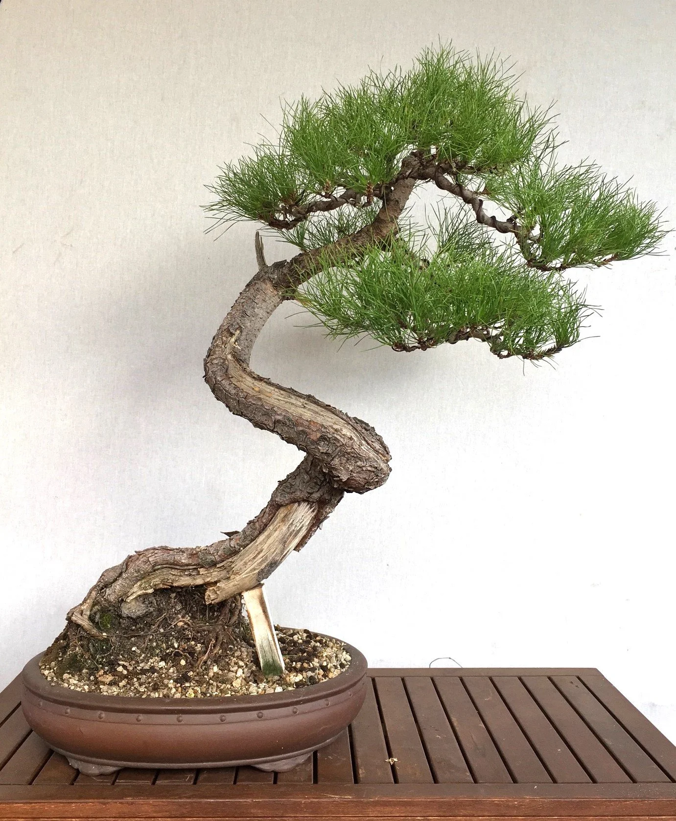Bonsai Services Adelaide Sharp Bonsai