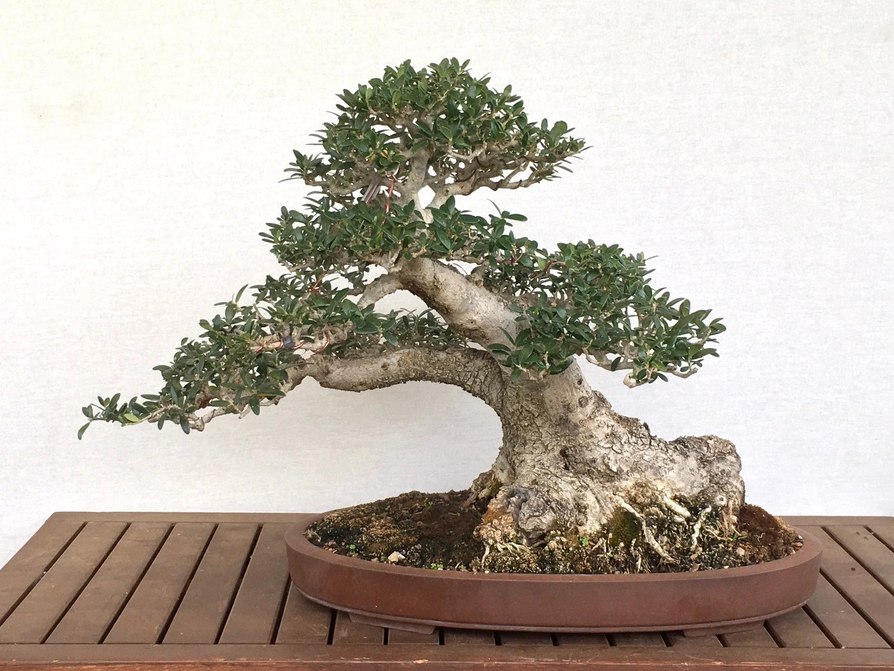 Bonsai Services Adelaide Sharp Bonsai