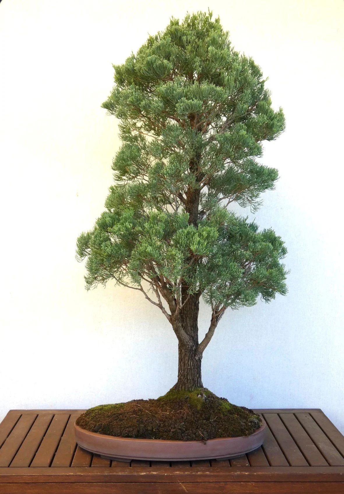 Bonsai Services Adelaide Sharp Bonsai