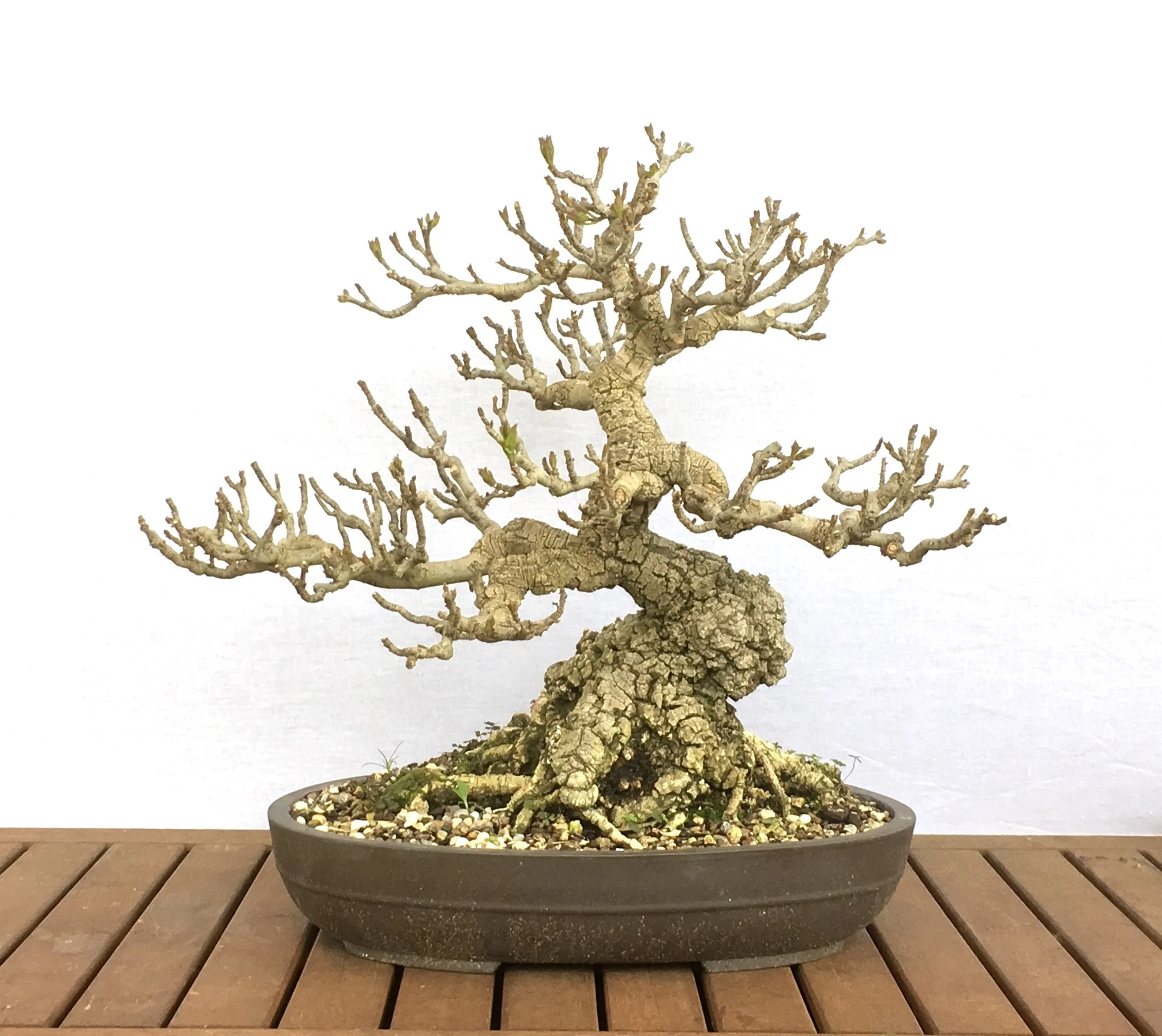 Bonsai Services Adelaide Sharp Bonsai