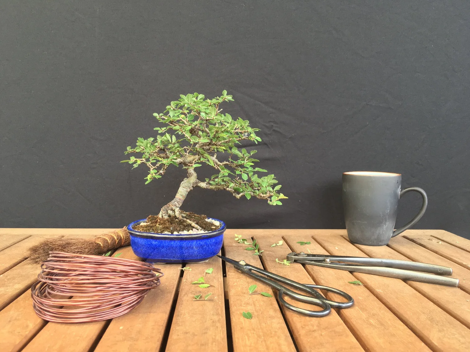 Bonsai Services Adelaide Sharp Bonsai