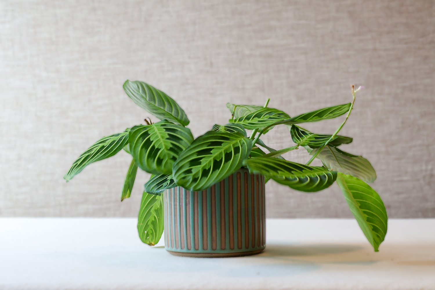 New Earth Ceramics by Summer Romasco Spring 2025 Planters-123.jpg