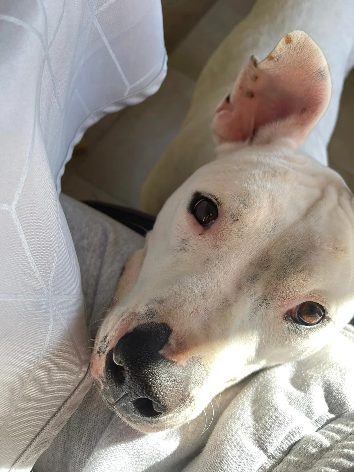 Canine Bowen Therapy Canine Bowen Technique in Australia