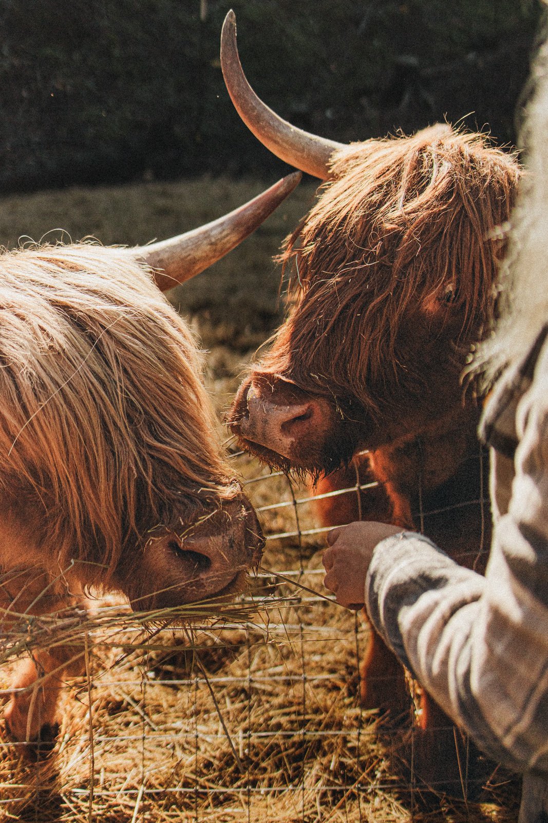 Highland Cow Experience - Cascade Chamber of Commerce
