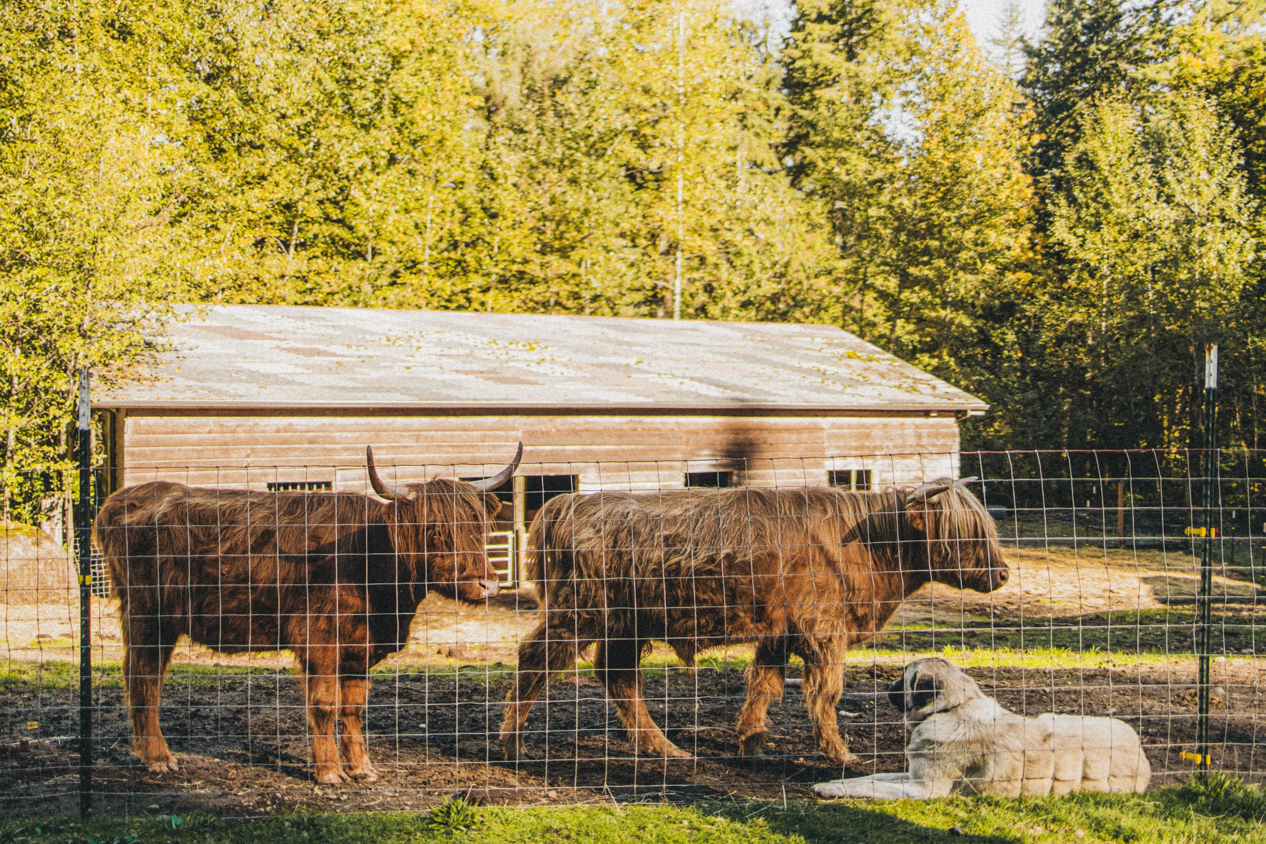 Mt-Hood-Farm-Stay-Ranch-0080.jpg