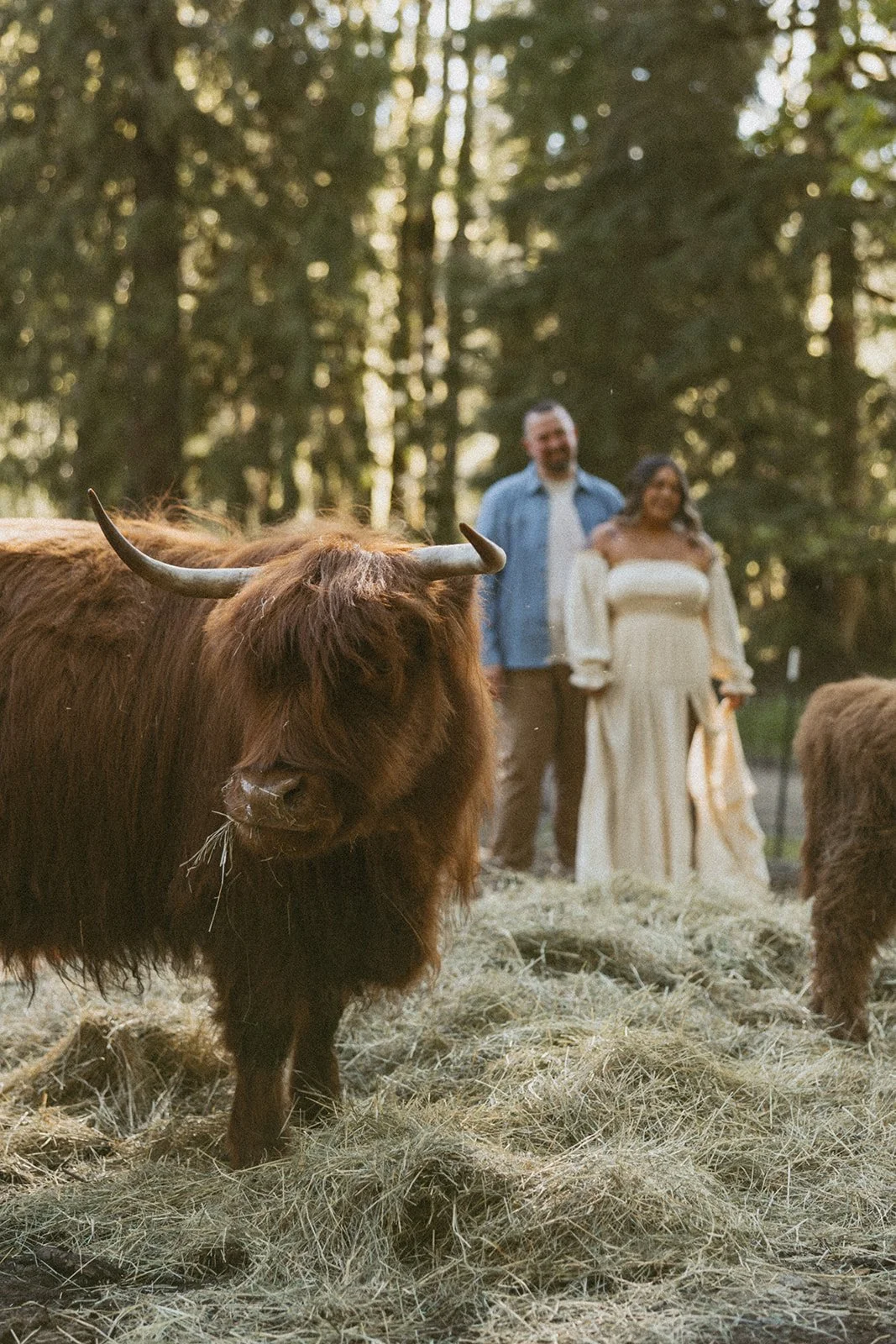 vow-renewal-mt-hood-oregon-highland-cow-farms-oregon-elopement-airstream-vintage-storytelling-dawn-photo-66.jpg