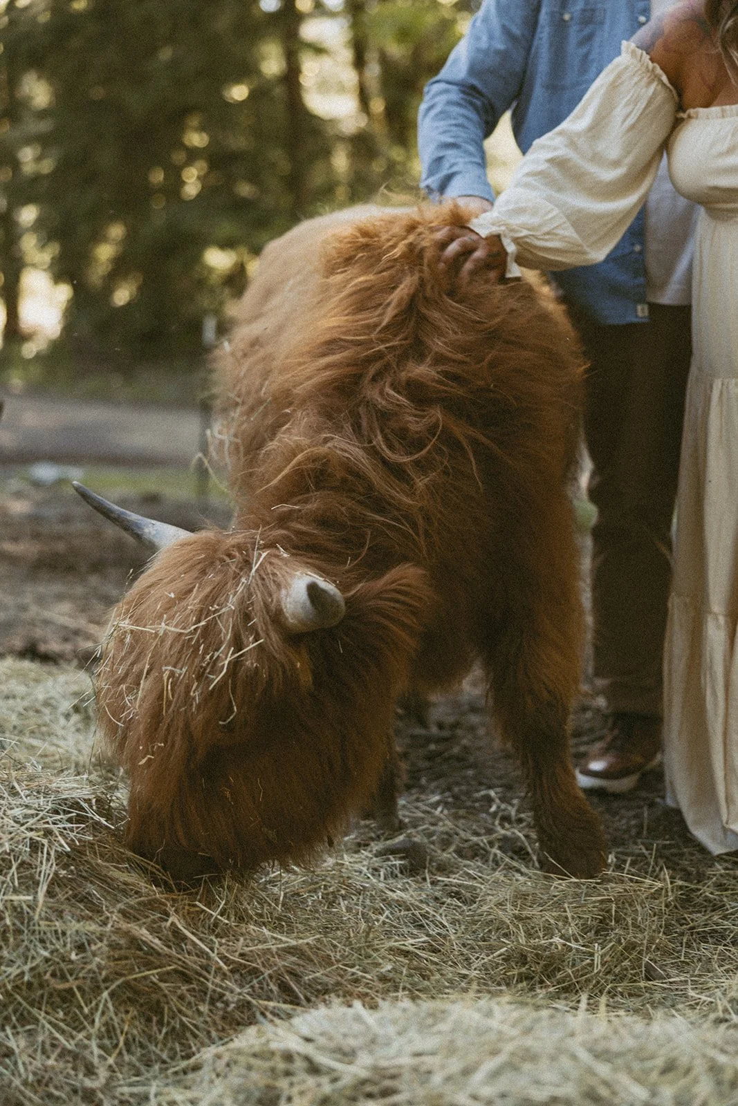 vow-renewal-mt-hood-oregon-highland-cow-farms-oregon-elopement-airstream-vintage-storytelling-dawn-photo-64.jpg
