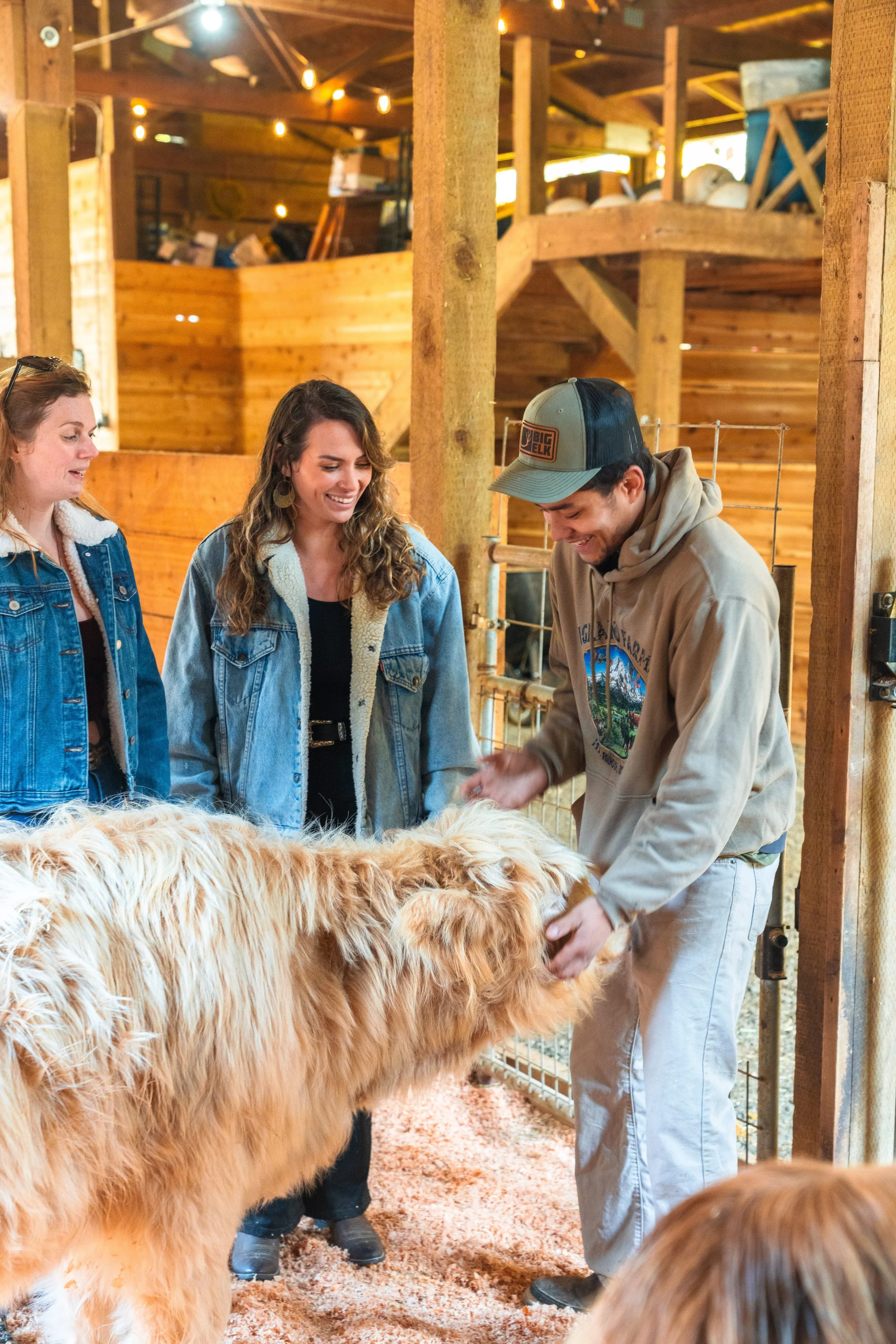 Three women and one man inside a wooden farm barn, petting a fluffy brown cow, with warm lighting and farm equipment in the background.