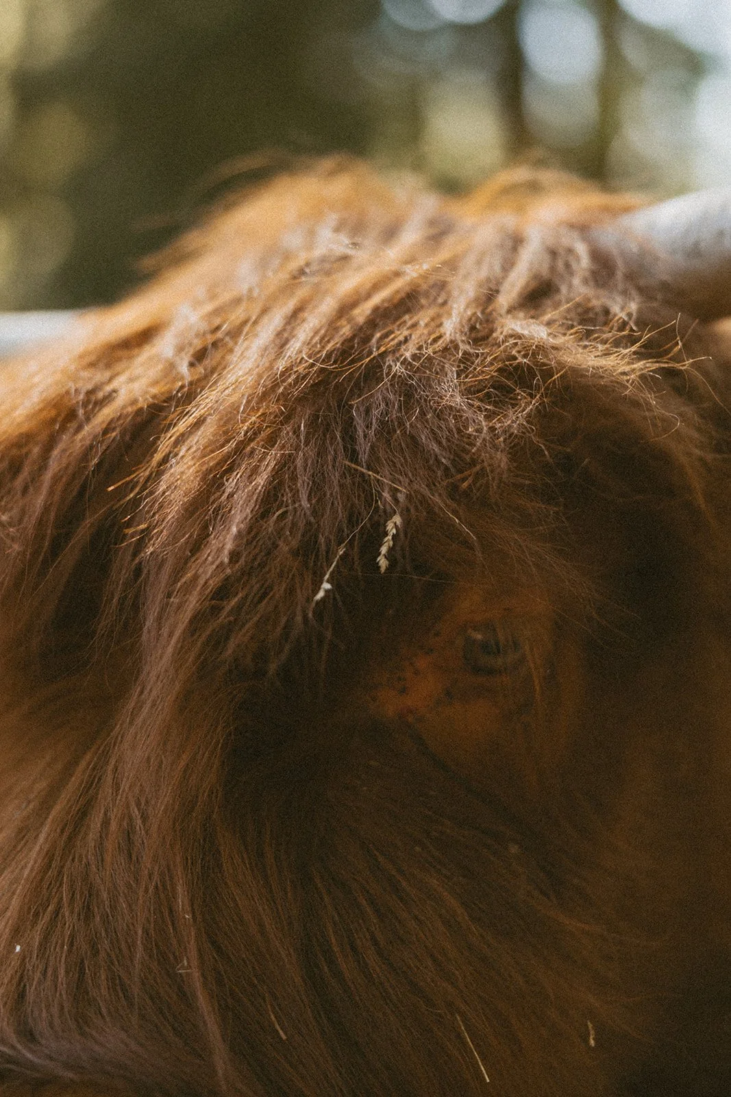 vow-renewal-mt-hood-oregon-highland-cow-farms-oregon-elopement-airstream-vintage-storytelling-dawn-photo-58.jpg
