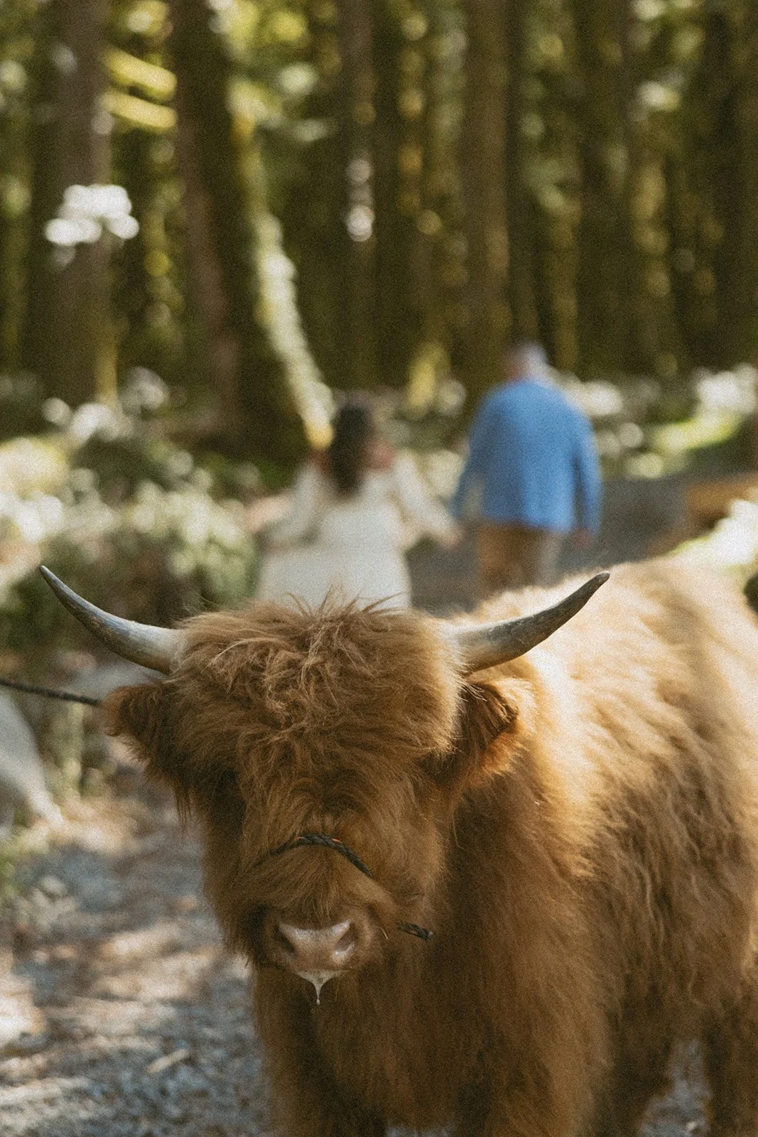 vow-renewal-mt-hood-oregon-highland-cow-farms-oregon-elopement-airstream-vintage-storytelling-dawn-photo-9.jpg