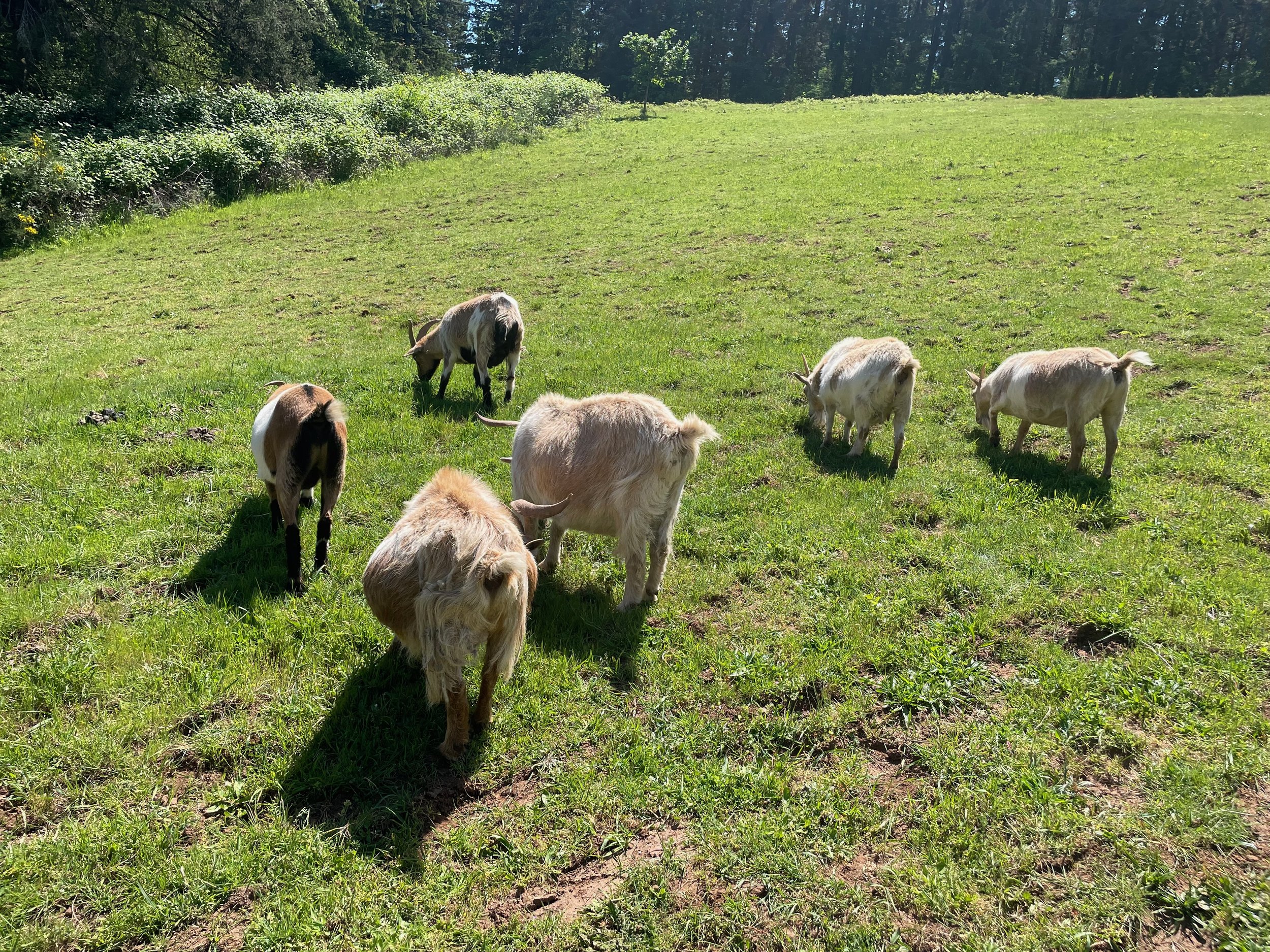 GOATS - 42.jpeg