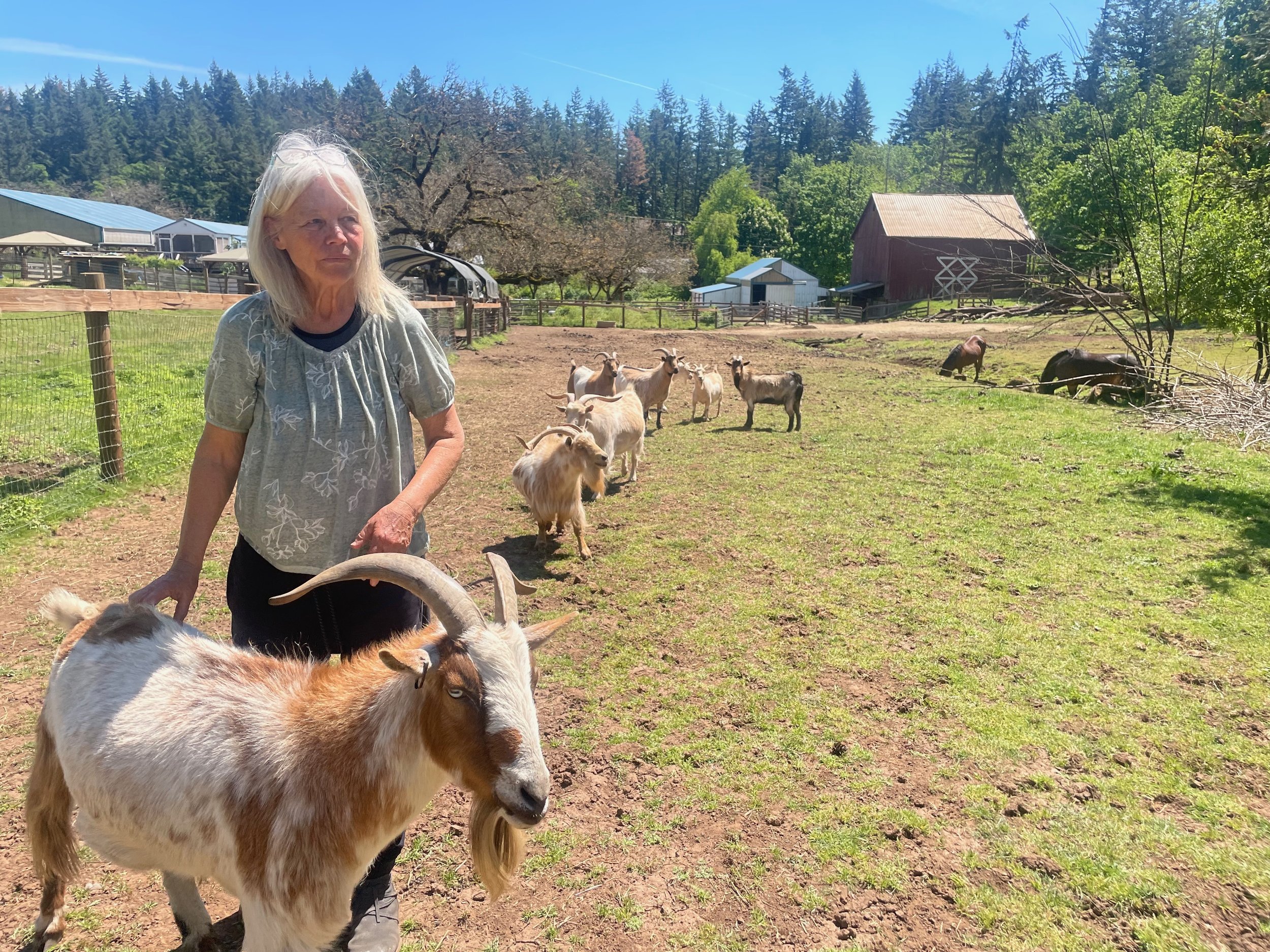 GOATS - 21.jpeg