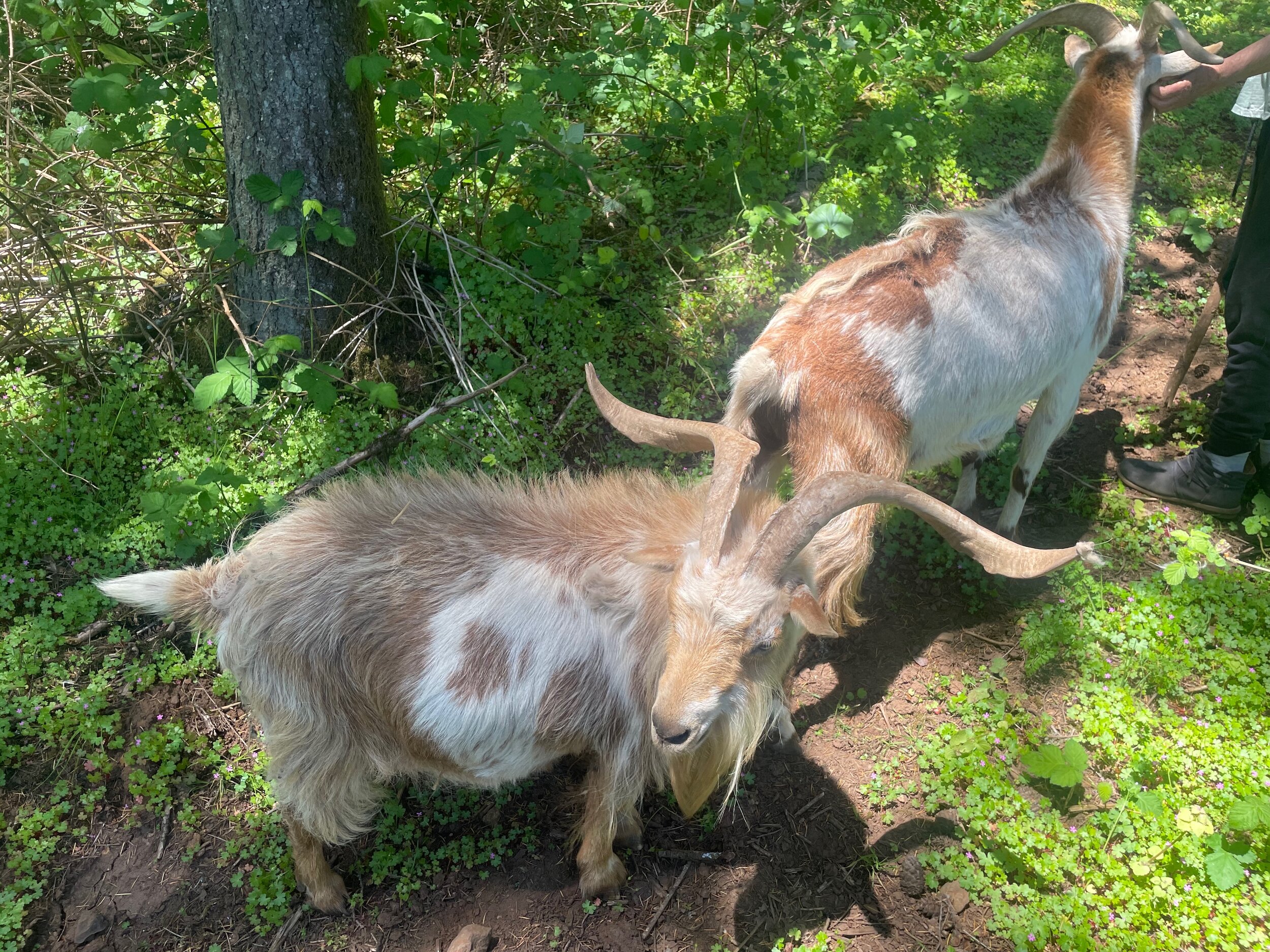 GOATS - 24.jpeg