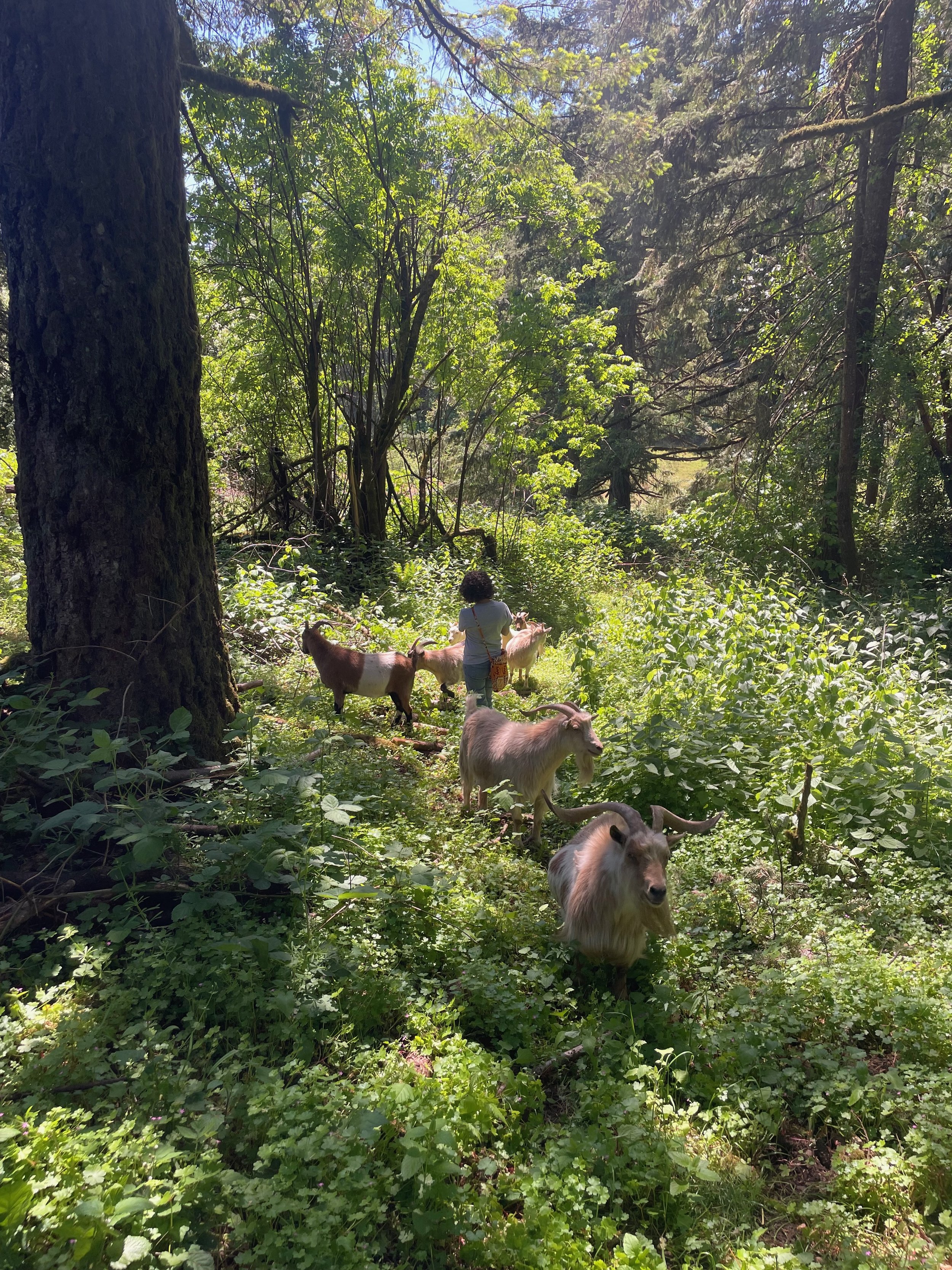 GOATS - 29.jpeg