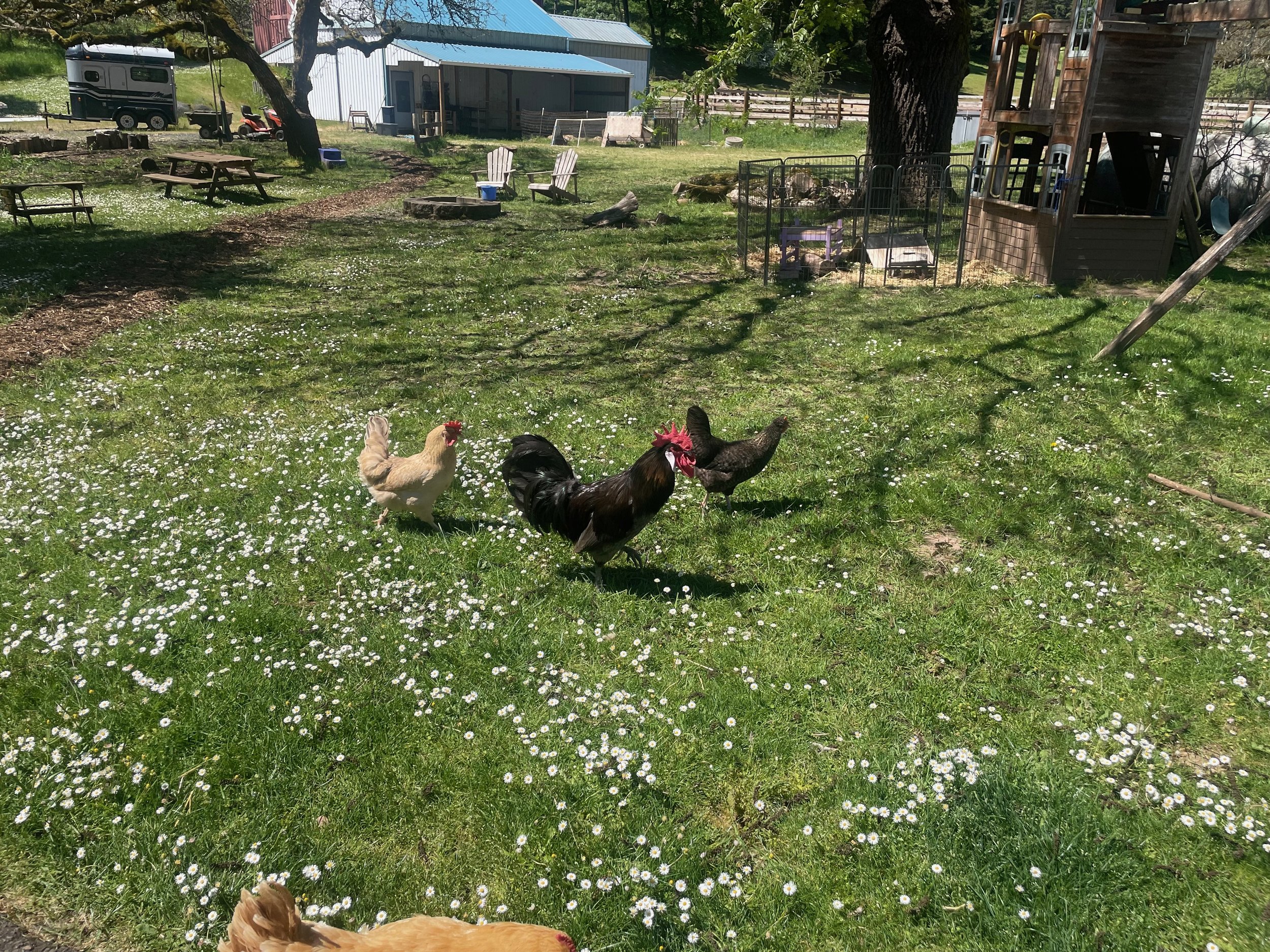 GOATS - 2.jpeg