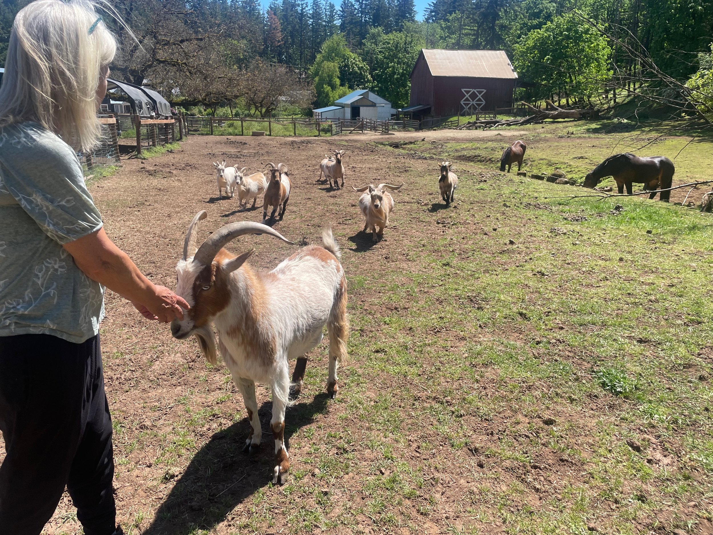 GOATS - 20.jpeg