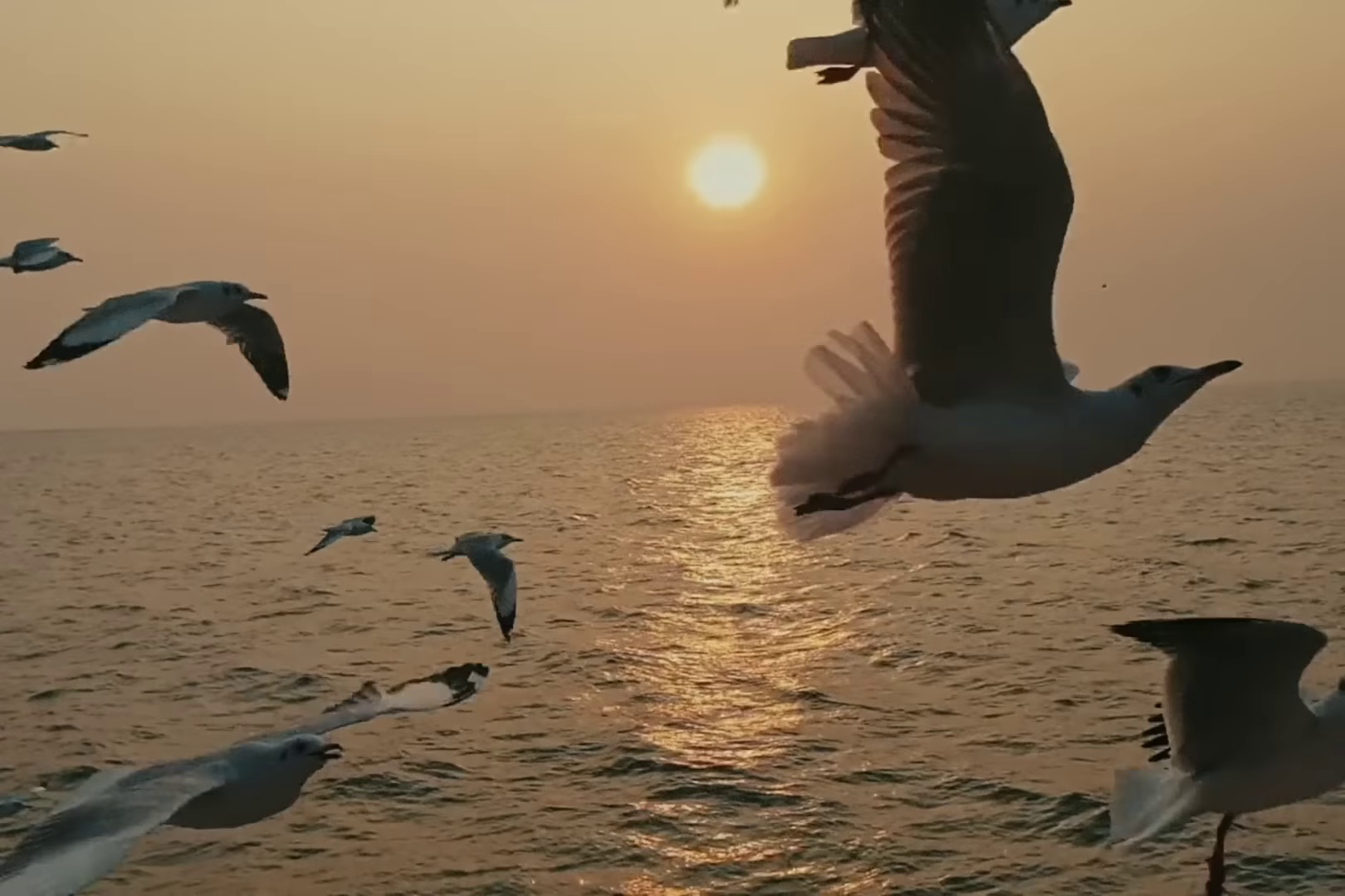 birds.png