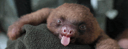 GIFS_1.gif