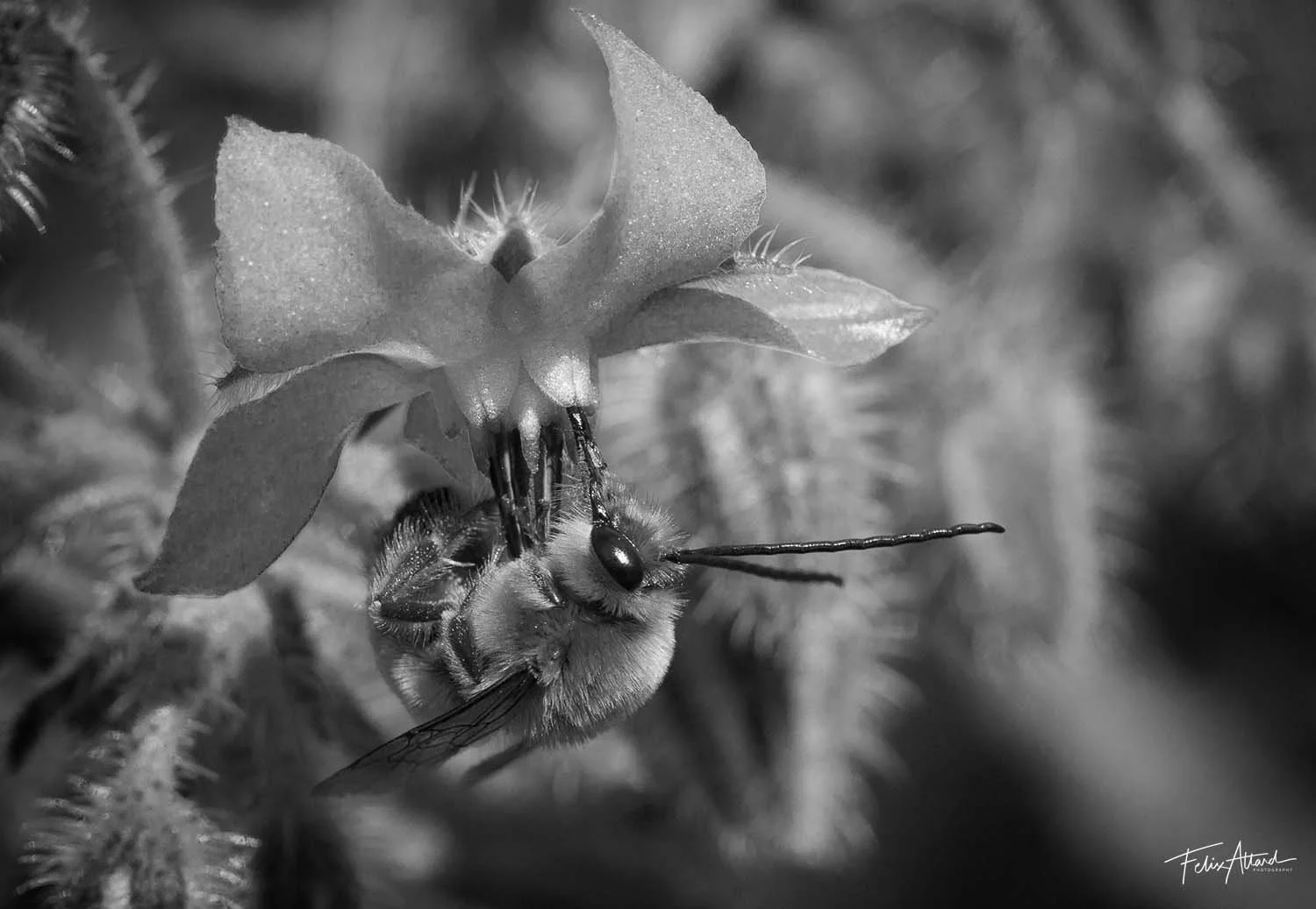 flower-visitor.jpg